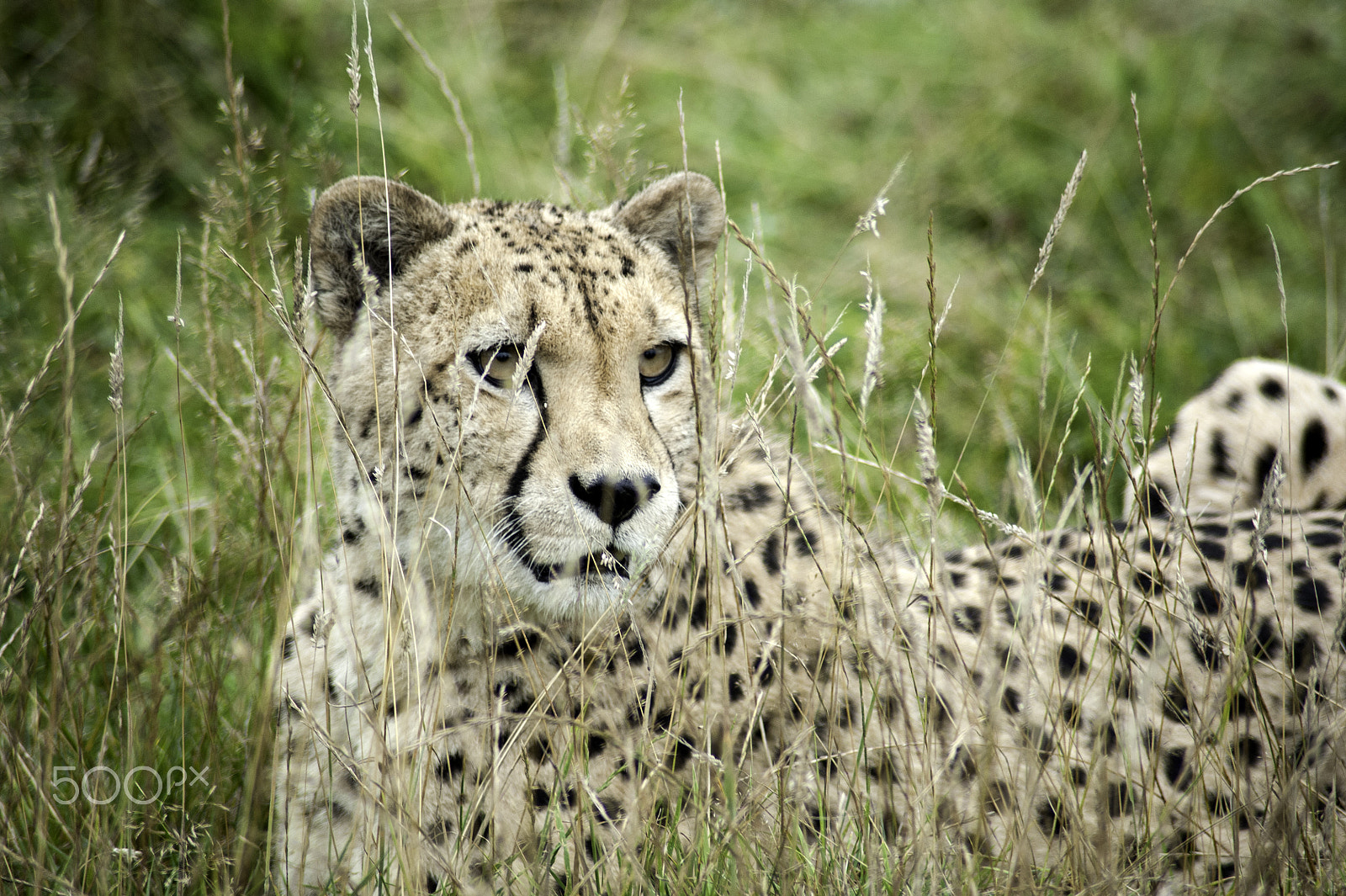 Nikon D700 sample photo. Cheetah series photography