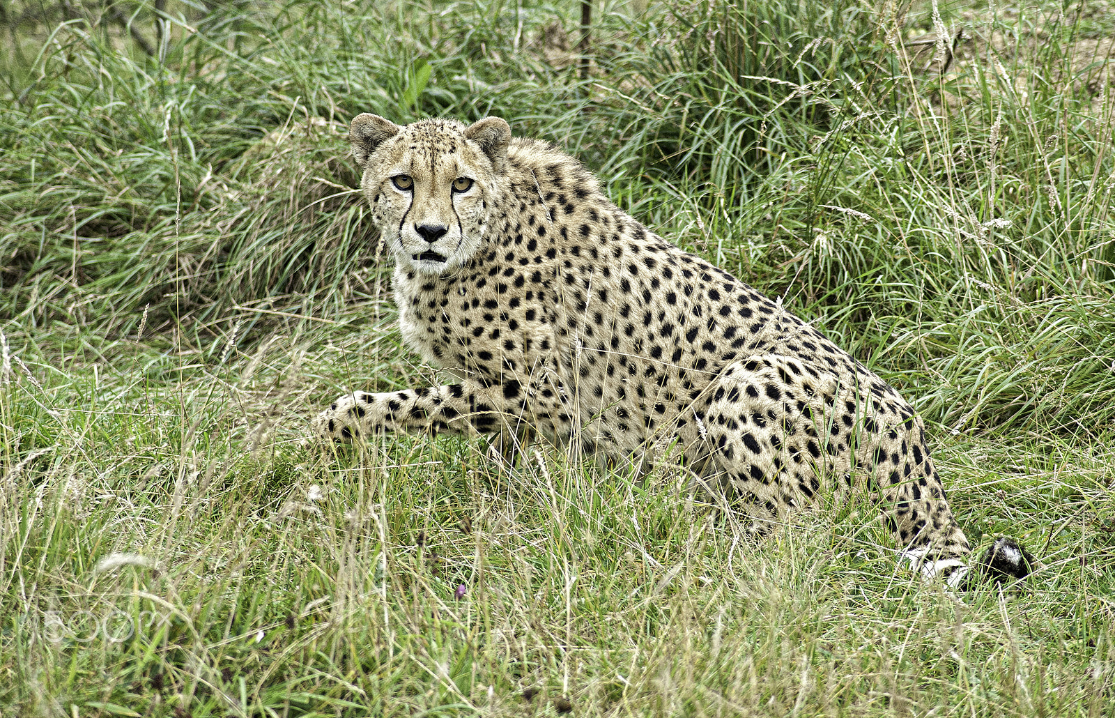 Nikon D700 sample photo. Cheetah series photography