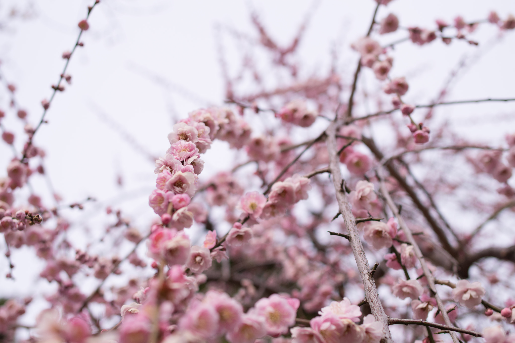 Pentax K-S1 sample photo. Ume tree in photography