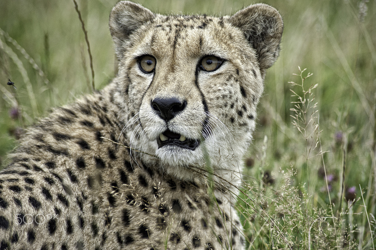 Nikon D700 sample photo. Cheetah series photography