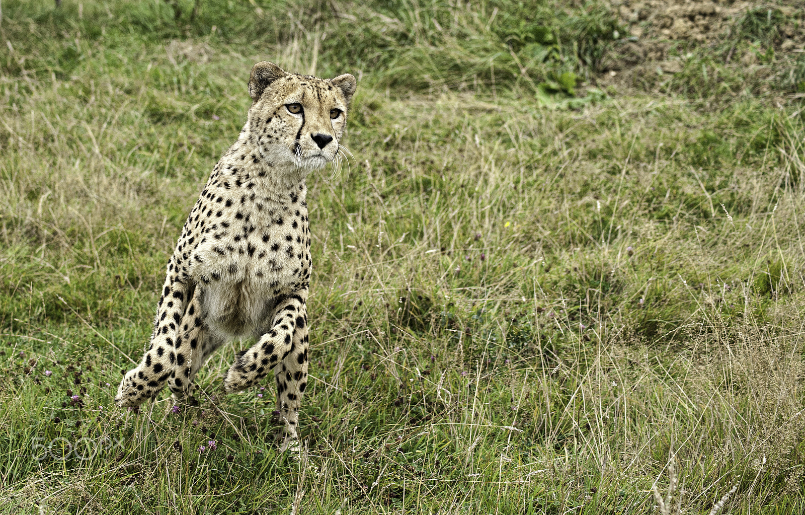 Nikon D700 sample photo. Cheetah series photography