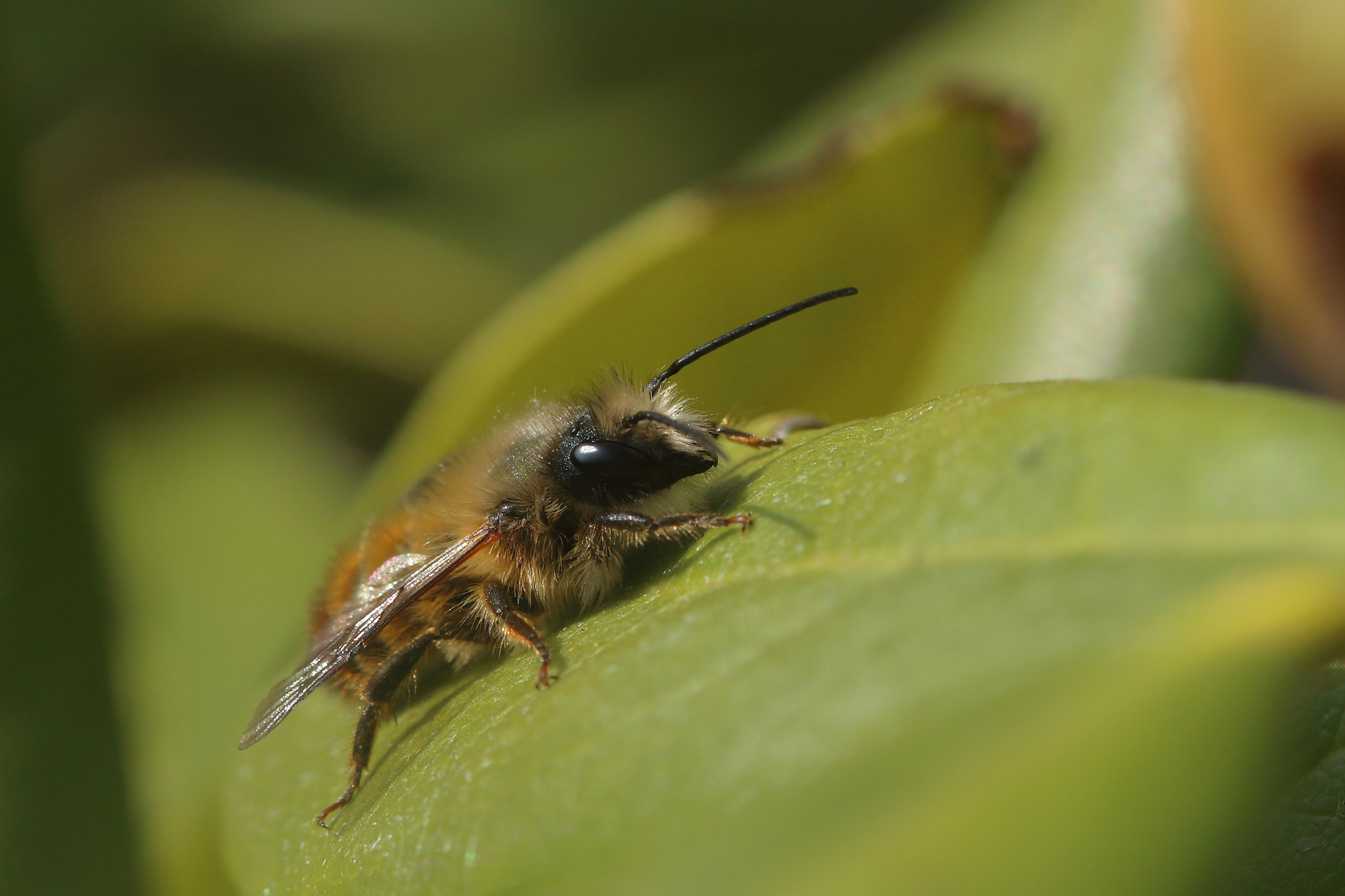 Canon EF 100mm F2.8L Macro IS USM sample photo. Osmia... photography