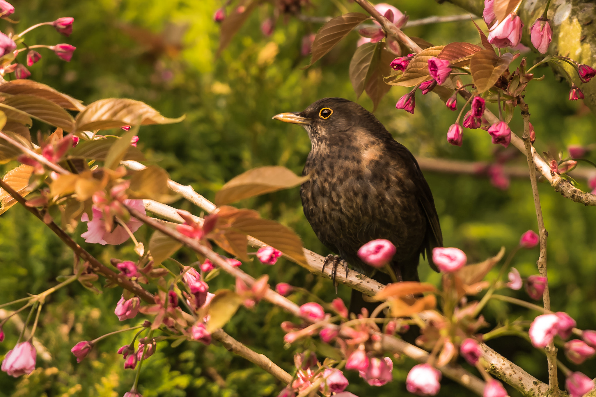 Nikon D810 sample photo. Blossom blackbird photography