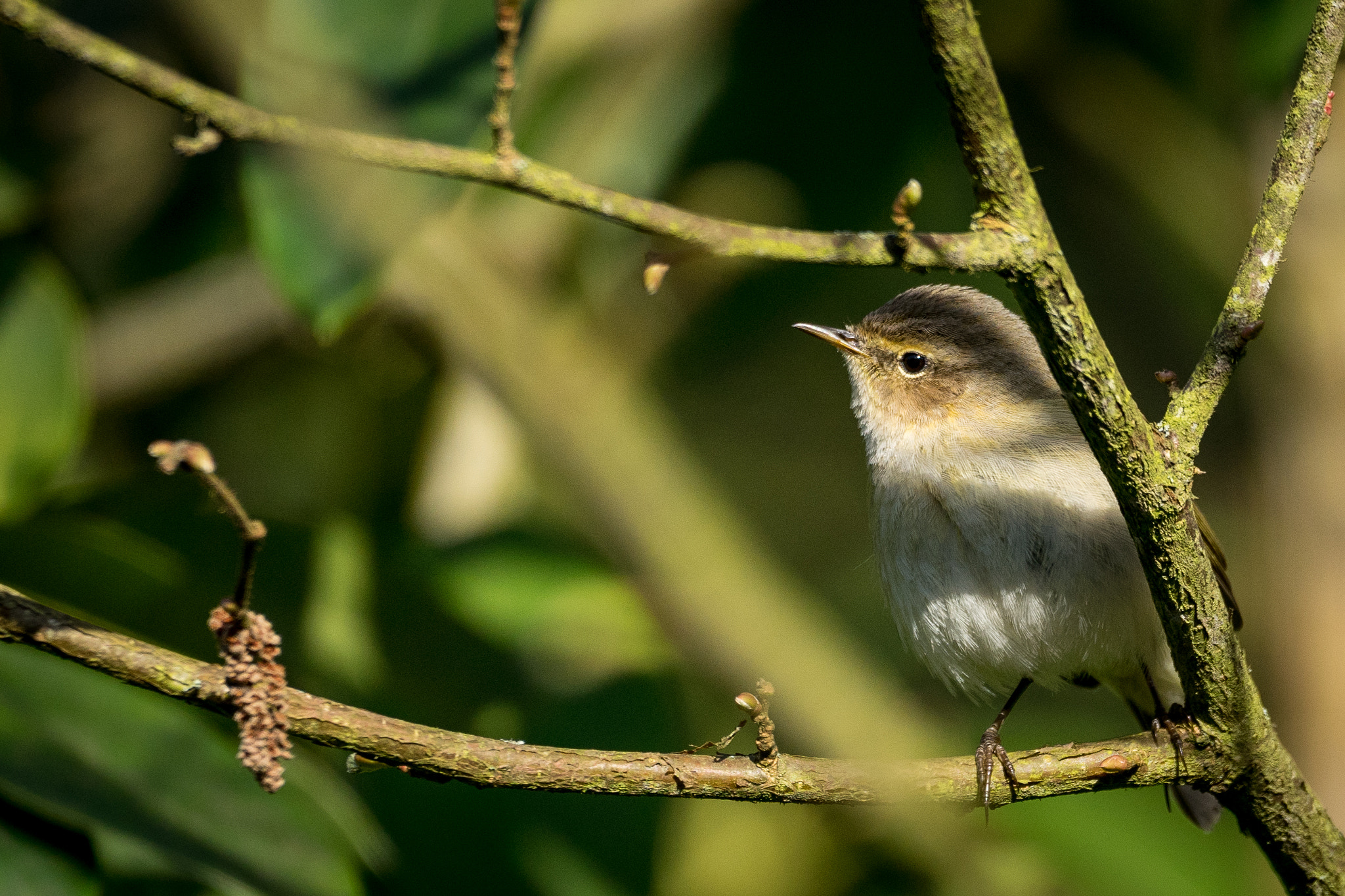 150-600mm F5-6.3 DG OS HSM | Contemporary 015 sample photo. Oiseau photography