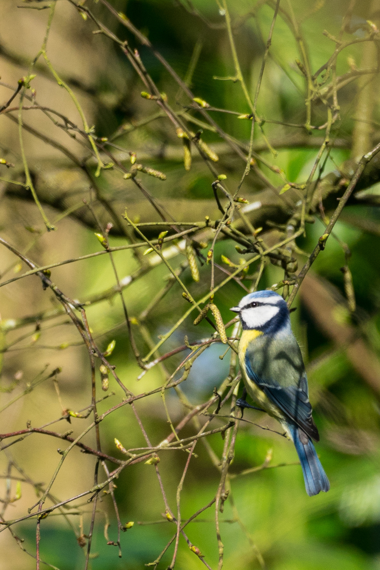 150-600mm F5-6.3 DG OS HSM | Contemporary 015 sample photo. Mésange bleue photography