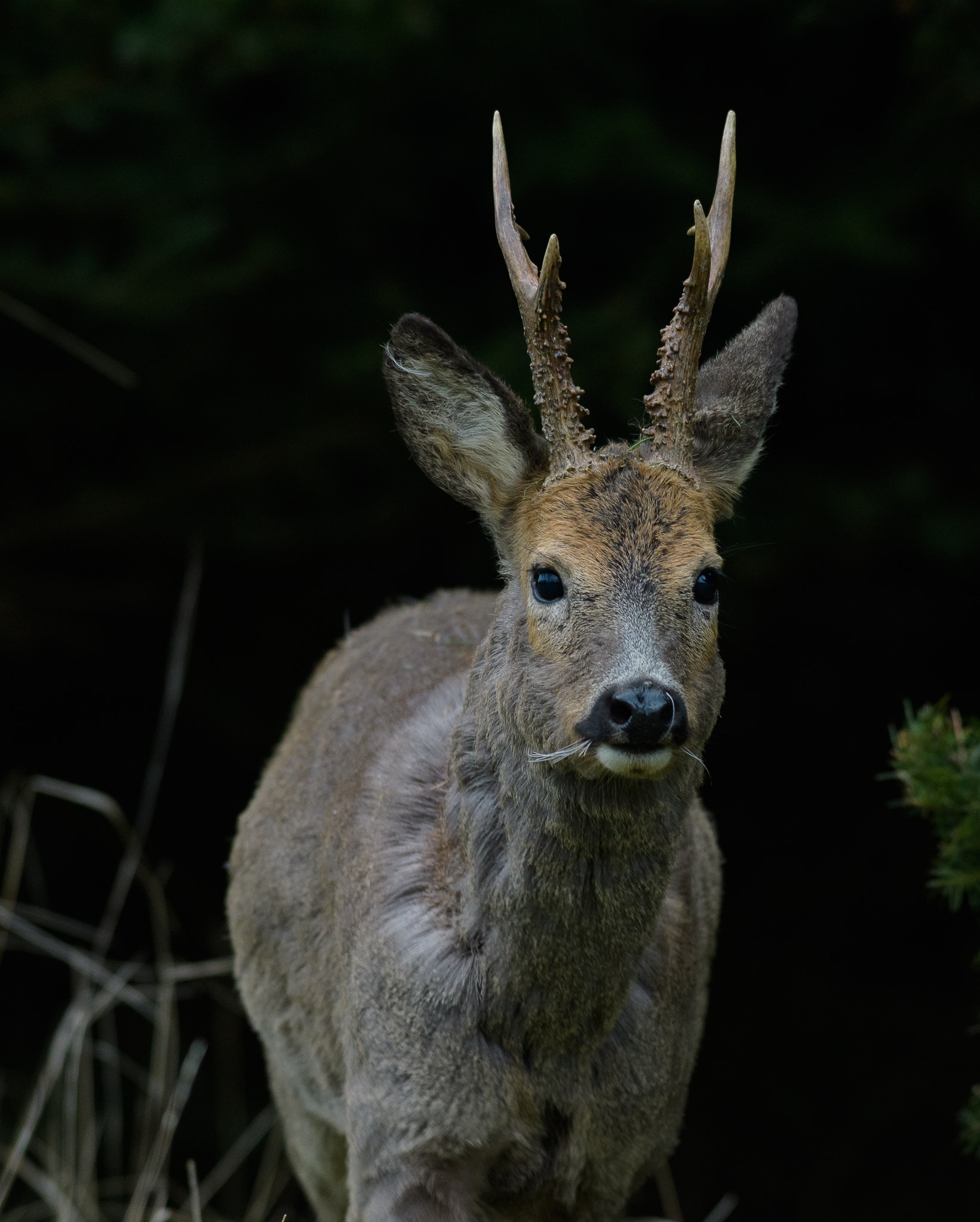 Nikon D500 + Nikon AF-S Nikkor 300mm F2.8G ED VR II sample photo. Roebuck changing fur photography