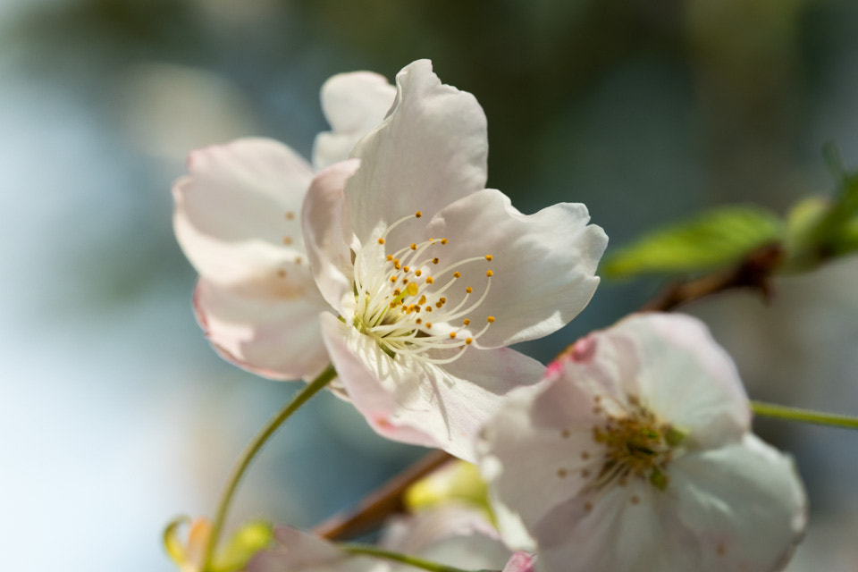 Canon EF 100mm F2.8L Macro IS USM sample photo. Sakura photography