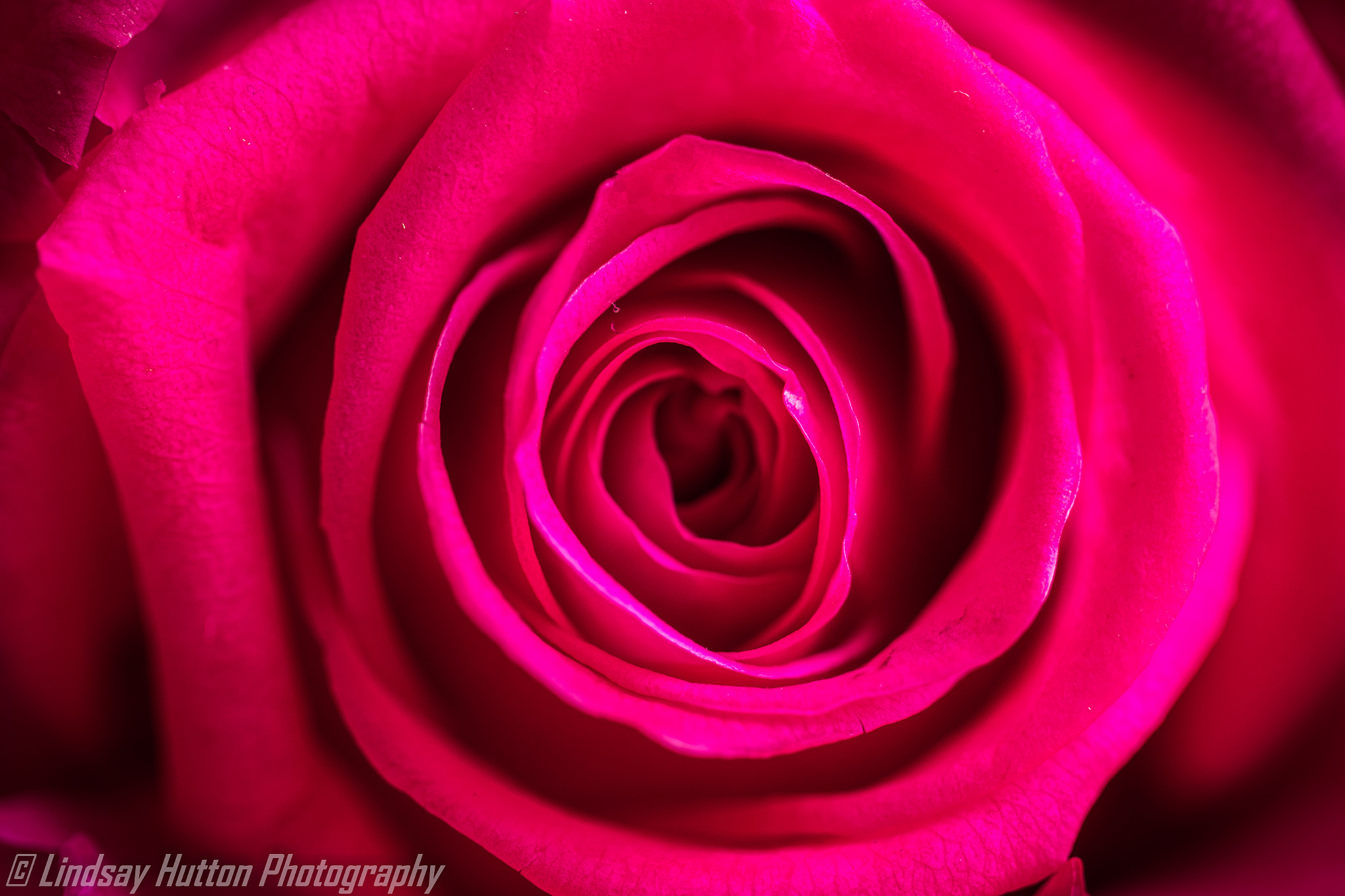 Canon EOS 7D Mark II + Canon EF 100mm F2.8L Macro IS USM sample photo. Rose photography