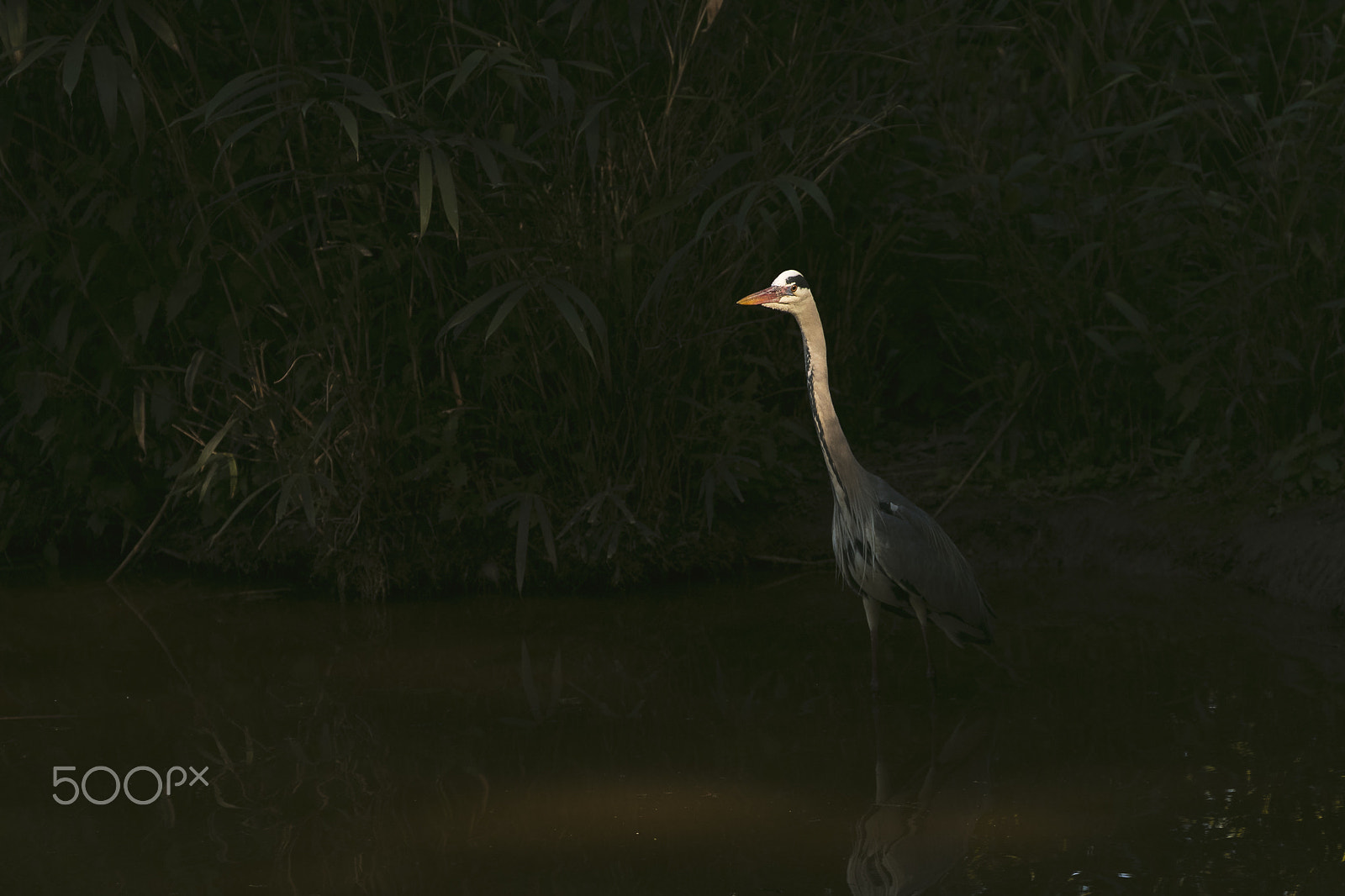 Canon EF 70-300mm F4-5.6L IS USM sample photo. Waiting in the dark, before photography