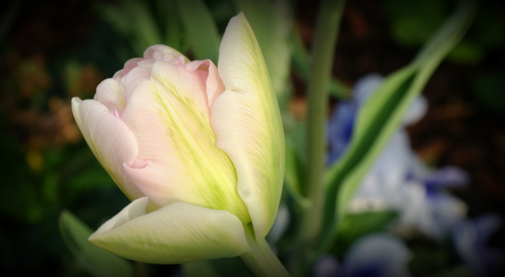 Samsung NX10 sample photo. "zarte frÜhlingsfarben" photography