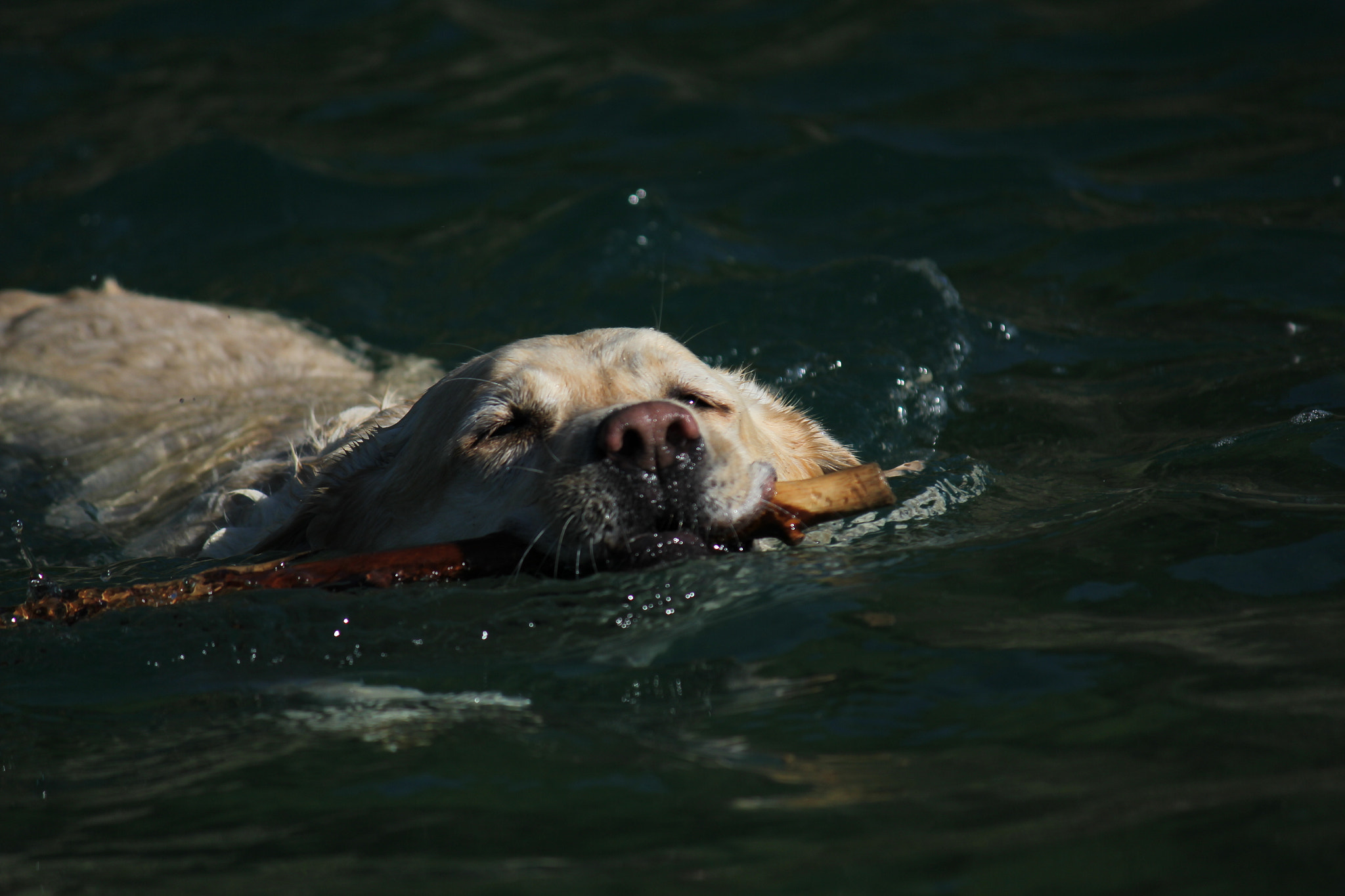 Canon EF-S 55-250mm F4-5.6 IS sample photo. Swimming labrador photography