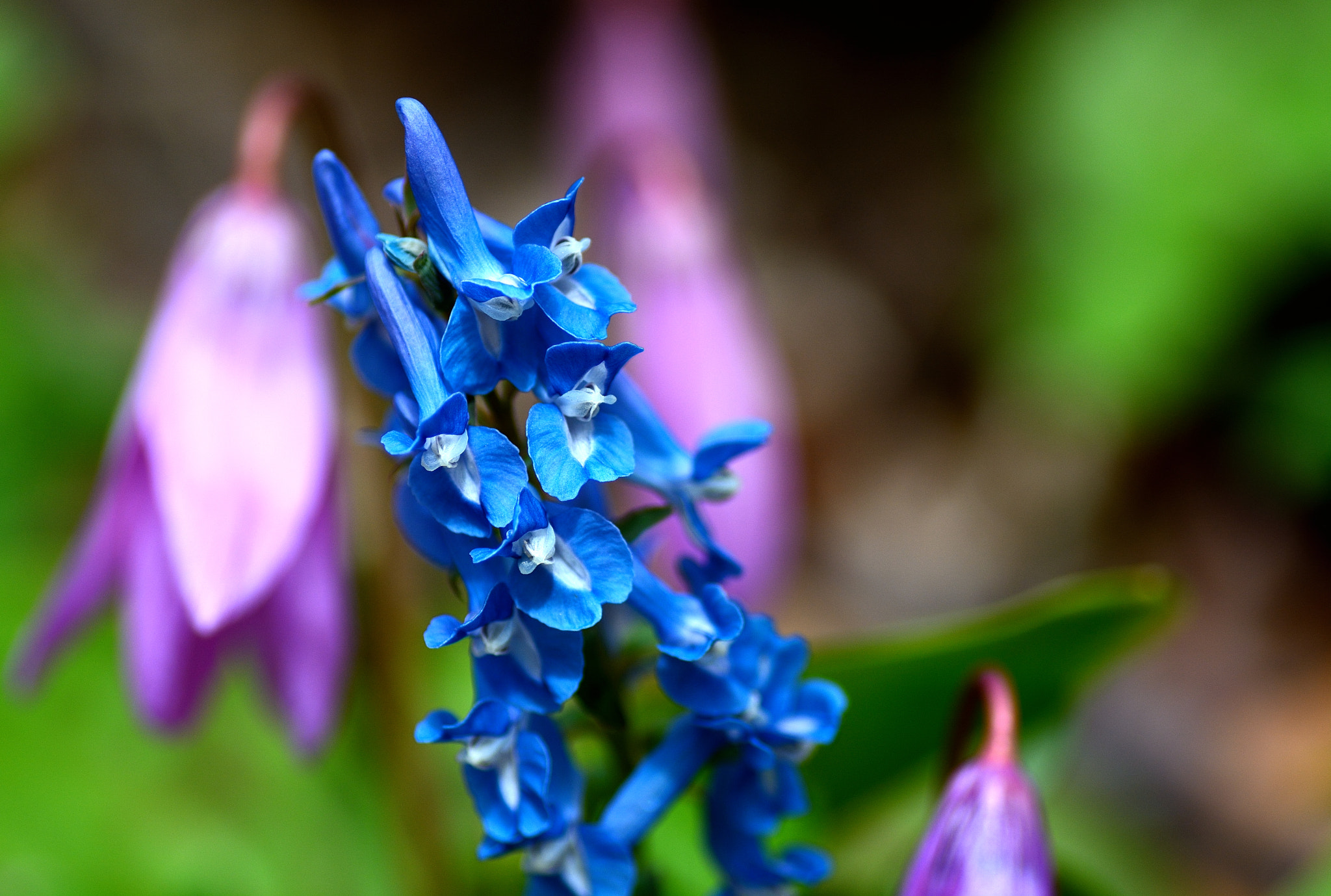 Nikon D7100 sample photo. Wild flowers... photography