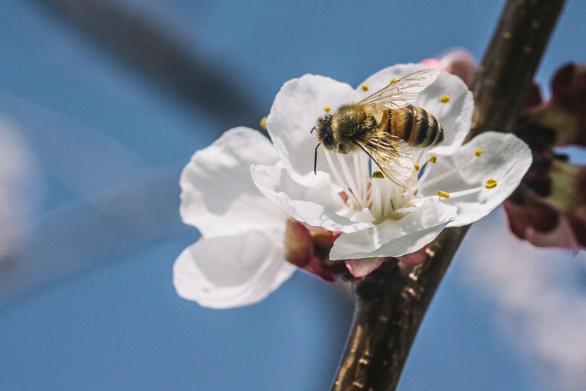 Canon EF-S 60mm F2.8 Macro USM sample photo. Save the bees my friends photography