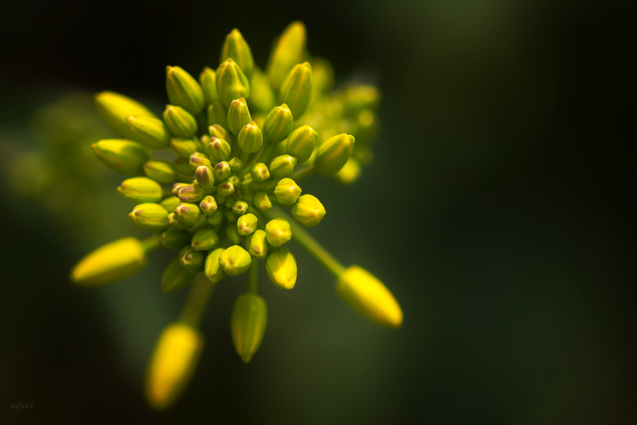 Fujifilm X-T2 + Fujifilm XF 60mm F2.4 R Macro sample photo. Rapeseed (raps) photography