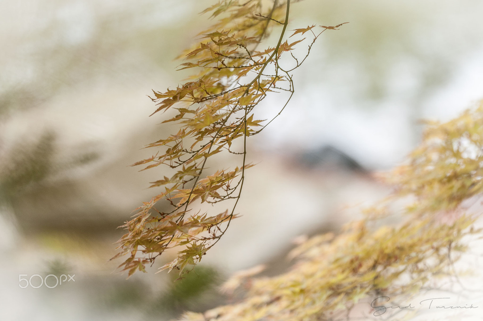 Sigma 150mm F2.8 EX DG OS Macro HSM sample photo. Leaves in the wind photography