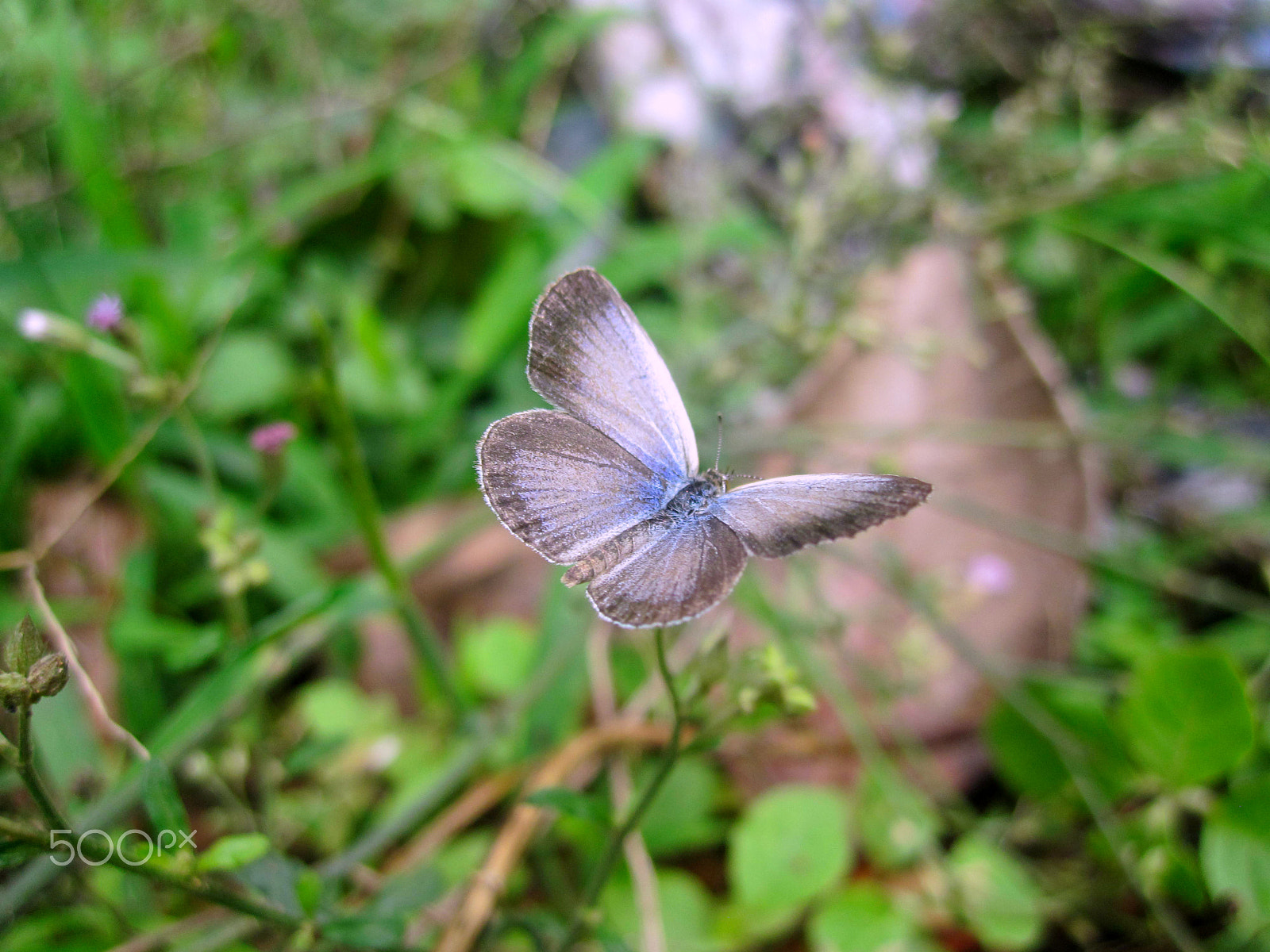 Canon PowerShot SD780 IS (Digital IXUS 100 IS / IXY Digital 210 IS) sample photo. Wings....bring me into the haven photography