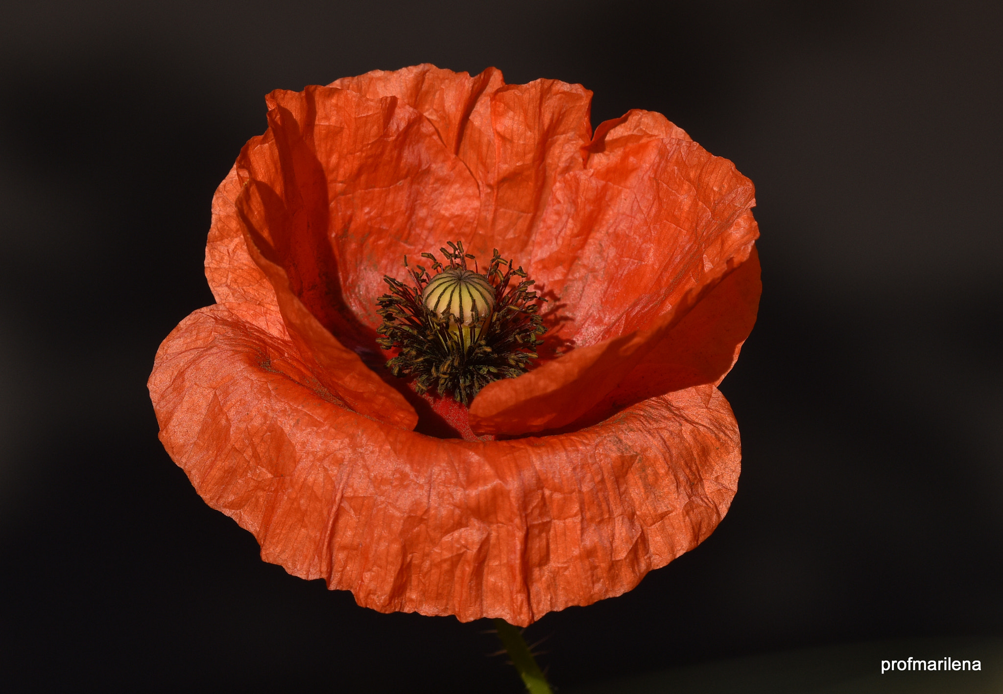 Nikon D810 sample photo. Red poppy photography