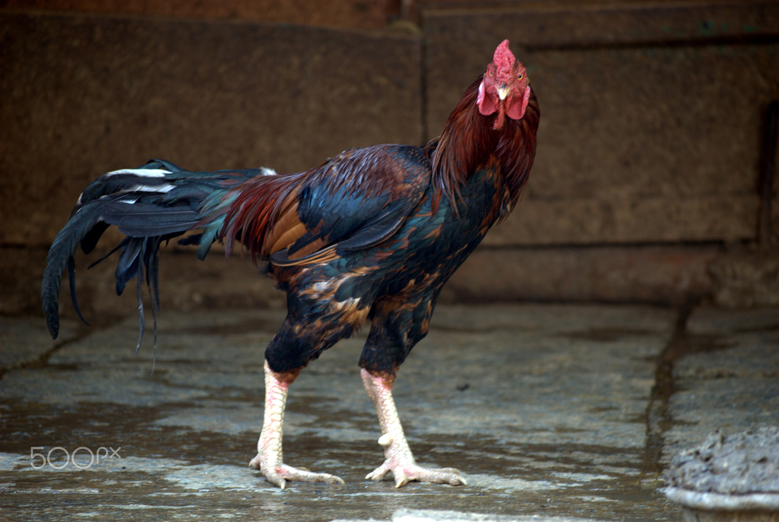 Nikon D60 sample photo. Birds photography