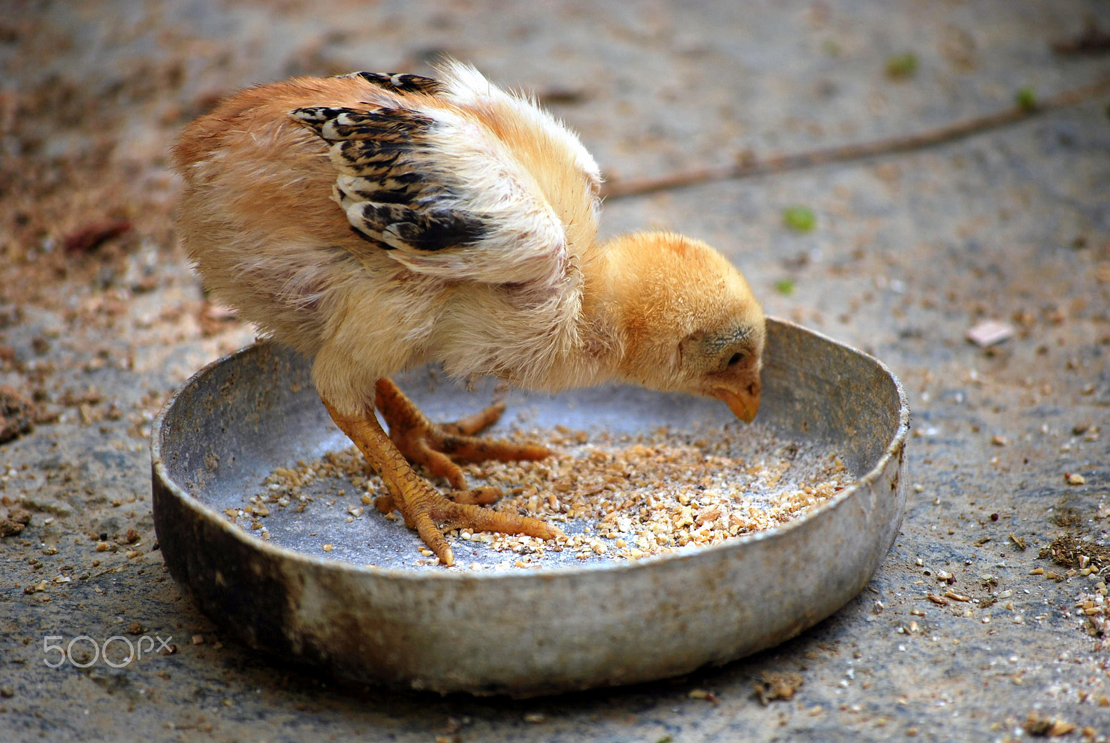 Nikon D60 sample photo. Birds photography