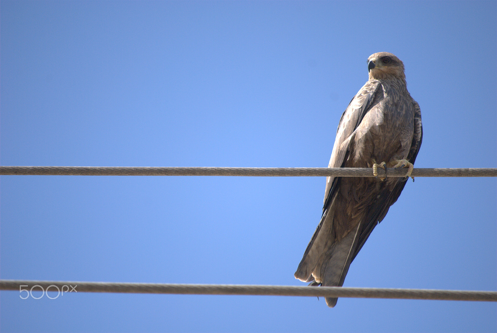 Nikon D60 + Nikon AF-S DX Nikkor 55-200mm F4-5.6G VR sample photo. Birds photography