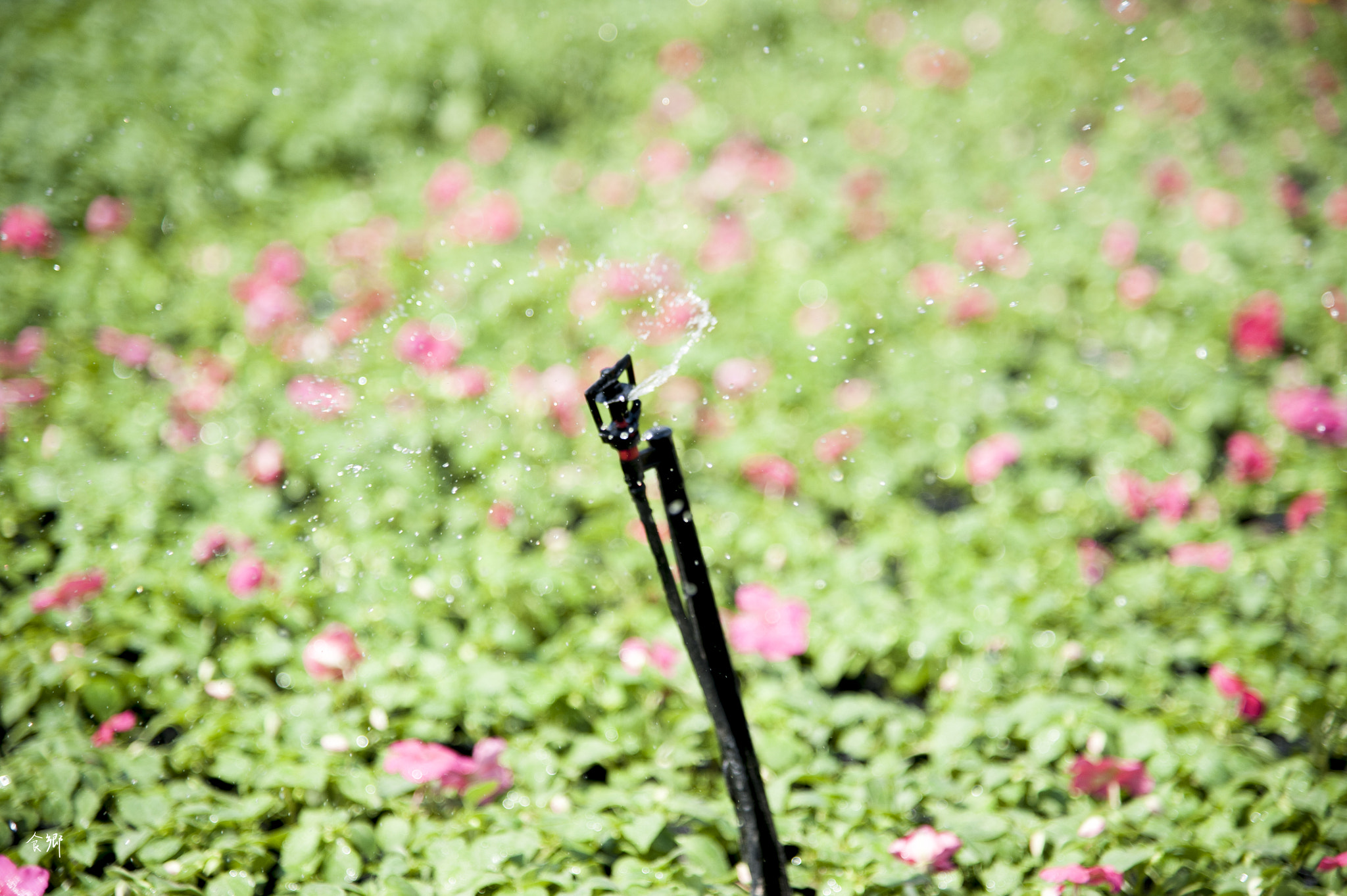 Nikon AF-S Nikkor 24-120mm F4G ED VR sample photo. 食郷 photography