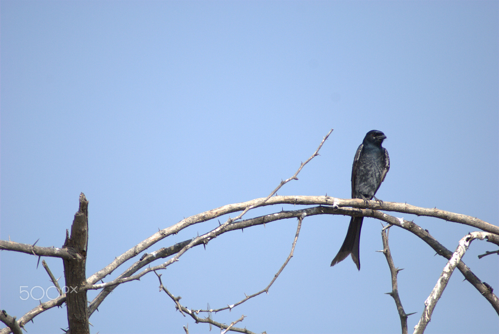 Nikon AF Nikkor 70-300mm F4-5.6G sample photo. Birds photography