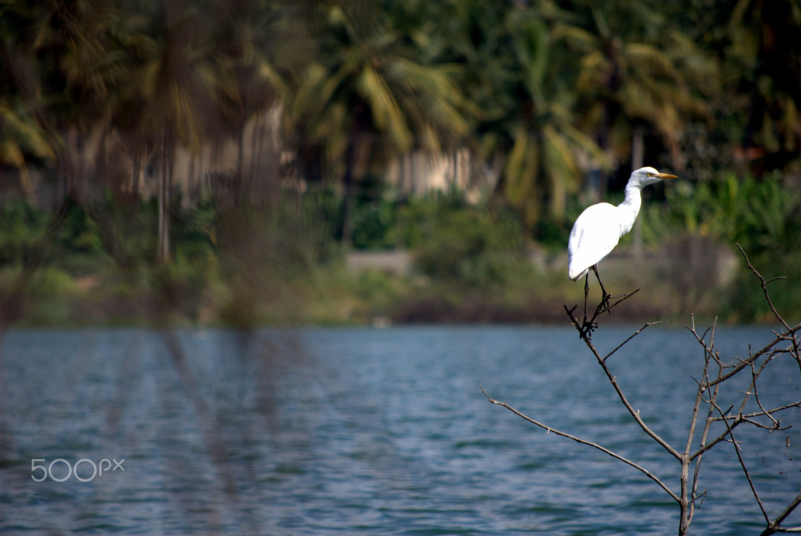 Nikon D60 sample photo. Birds photography