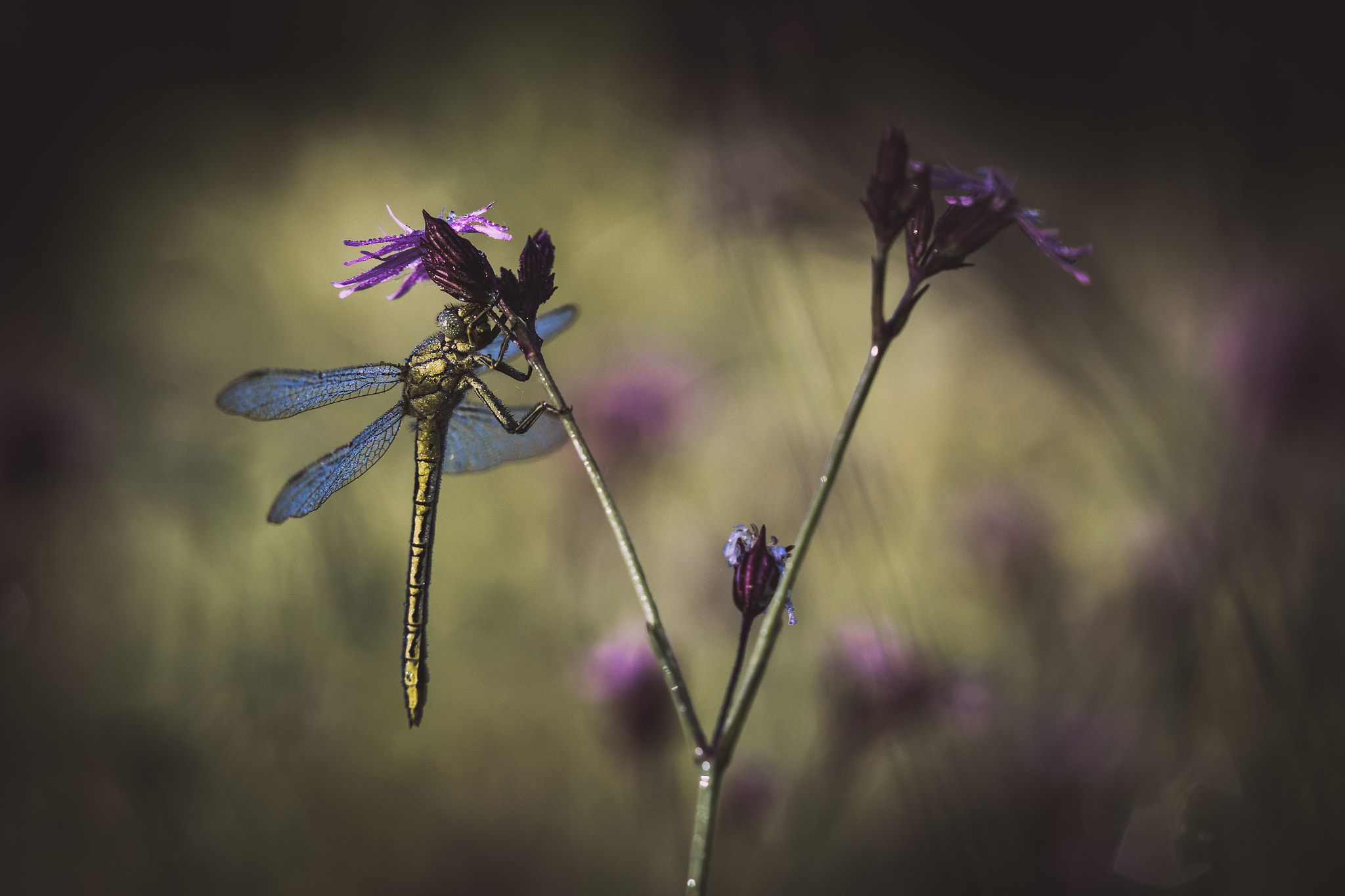 Canon EF 100mm F2.8 Macro USM sample photo. Rosée photography