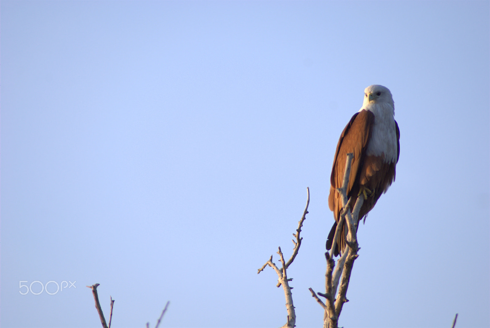 Nikon AF Nikkor 70-300mm F4-5.6G sample photo. Birds photography