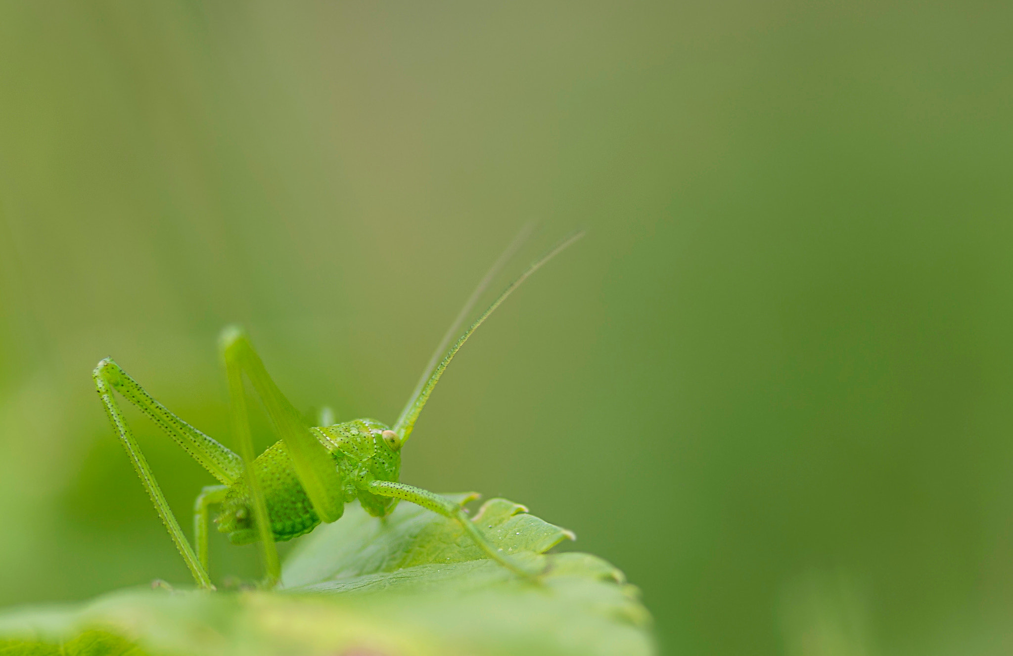 Pentax K-5 IIs sample photo. Mimetismo photography