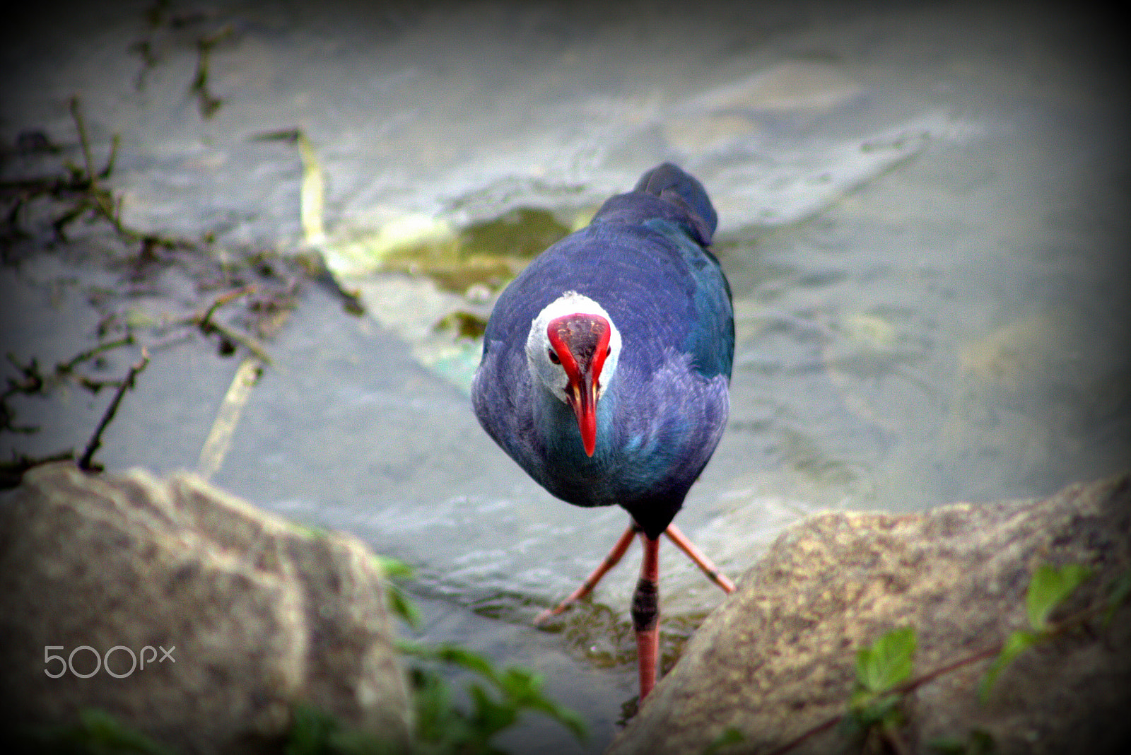 Canon EOS 700D (EOS Rebel T5i / EOS Kiss X7i) + EF75-300mm f/4-5.6 sample photo. Birds photography