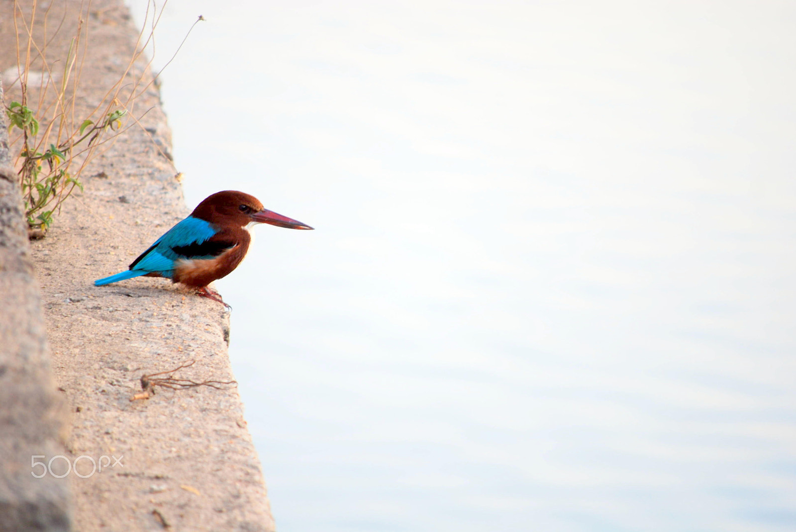 Nikon D60 + Nikon AF-S DX Nikkor 55-200mm F4-5.6G VR sample photo. Birds photography