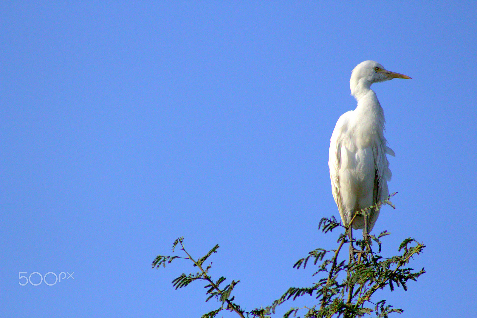 Canon EOS 700D (EOS Rebel T5i / EOS Kiss X7i) + EF75-300mm f/4-5.6 sample photo. Birds photography