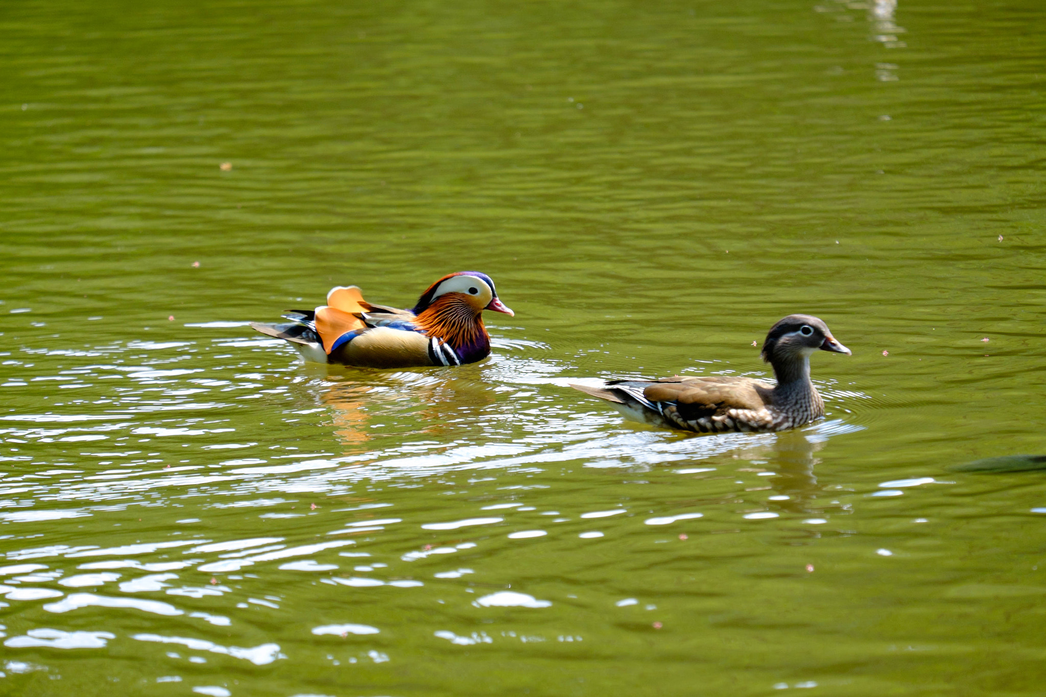 Fujifilm XF 55-200mm F3.5-4.8 R LM OIS sample photo. Mandarin duck bird photography