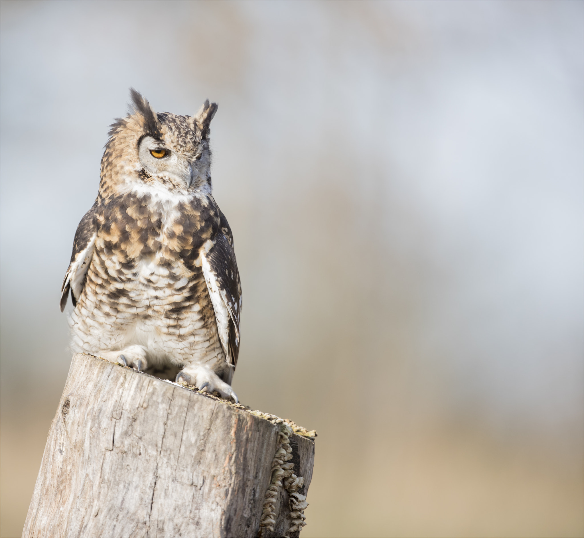 Canon EF 400mm F2.8L IS USM sample photo. Eagle owl photography