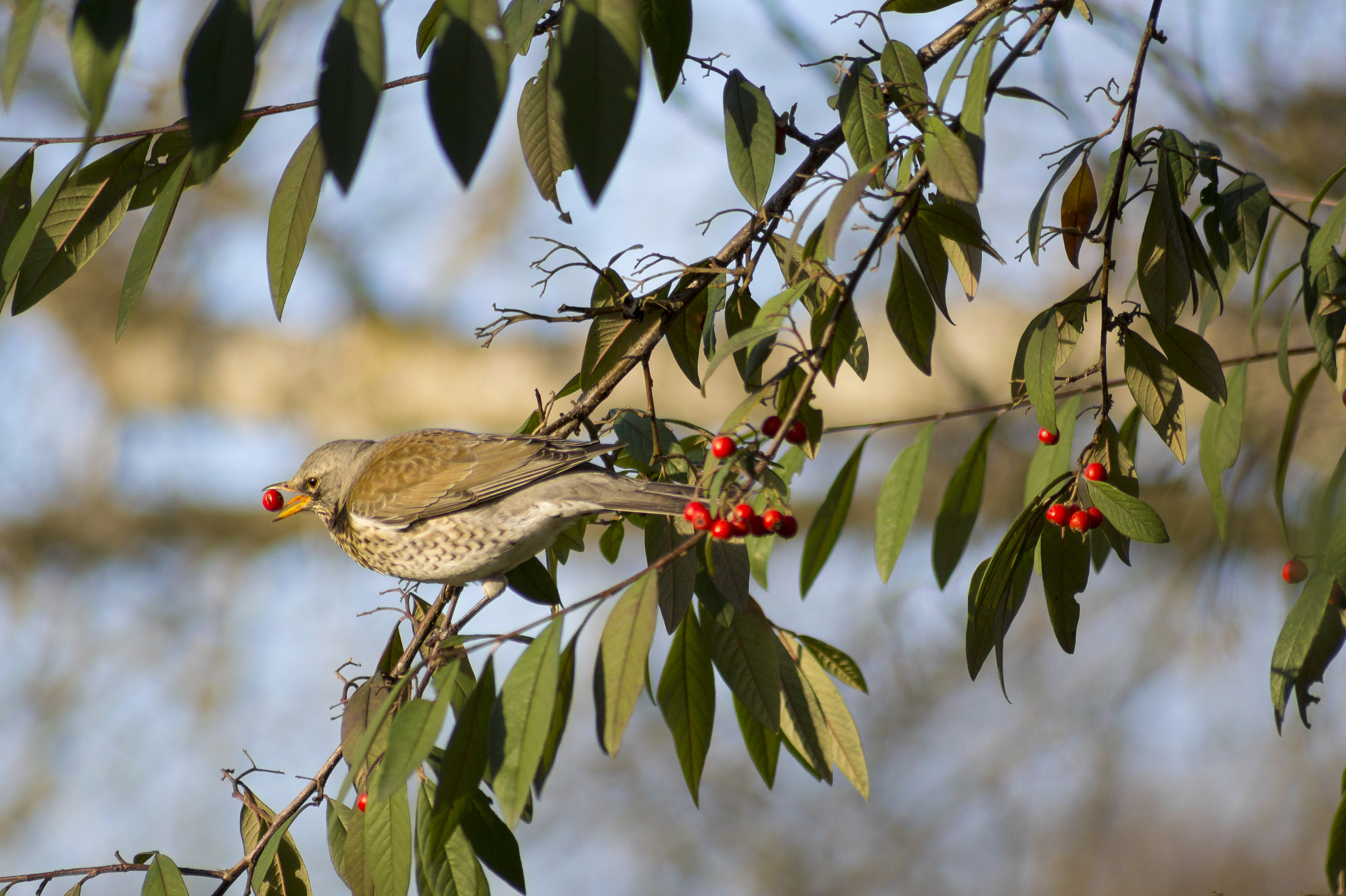 Sony 75-300mm F4.5-5.6 sample photo. Fieldfare feeding photography