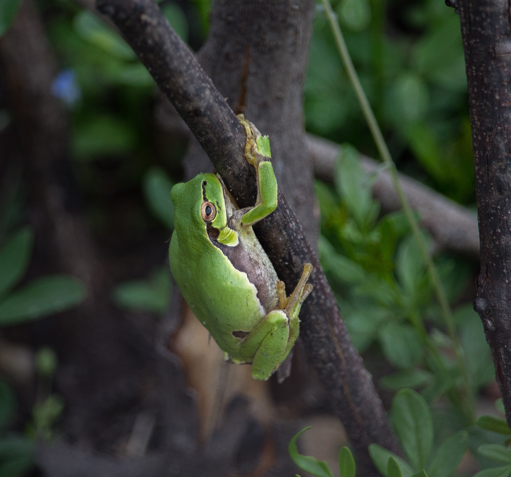 Canon EF-S 55-250mm F4-5.6 IS STM sample photo