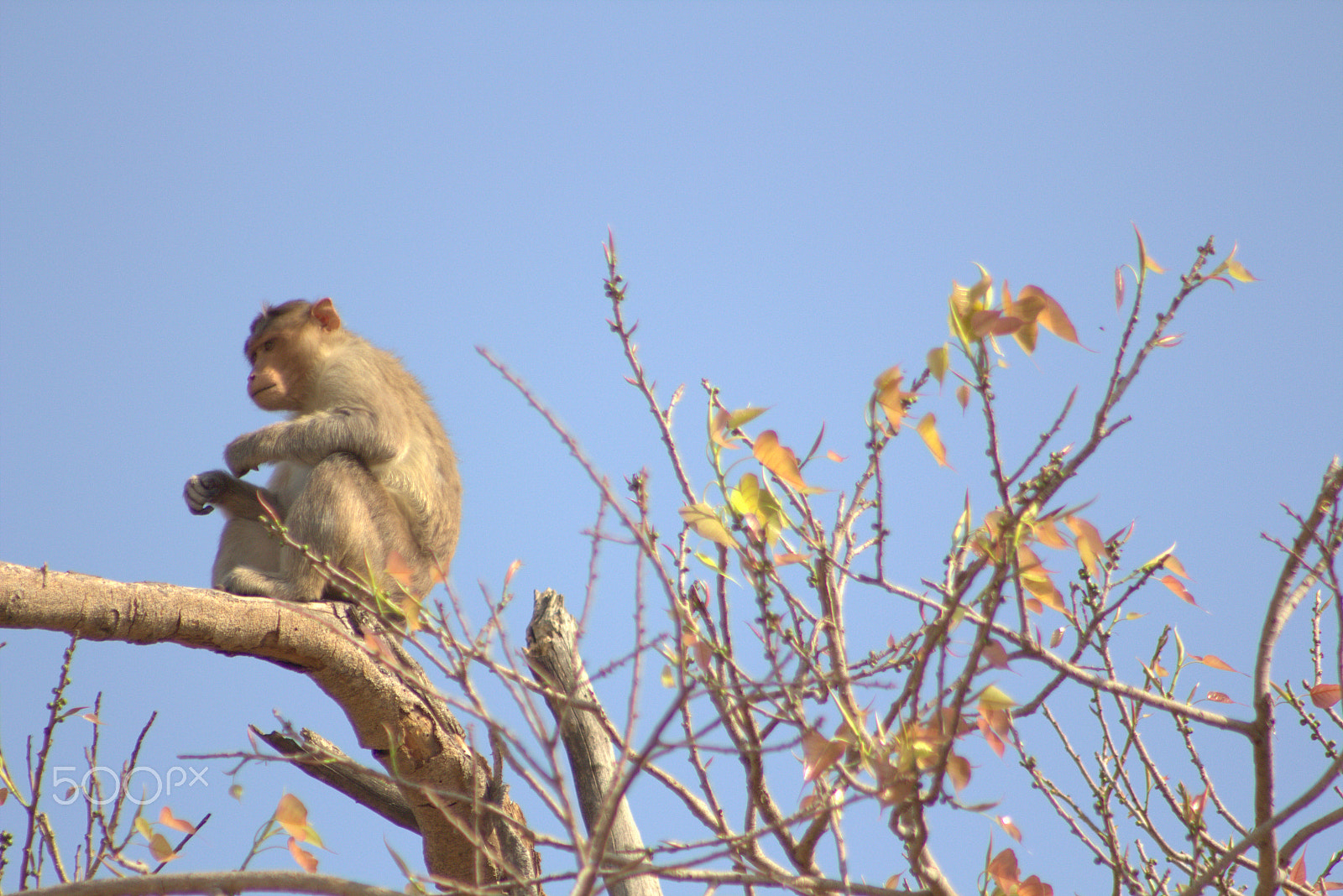 EF75-300mm f/4-5.6 sample photo. Birds photography