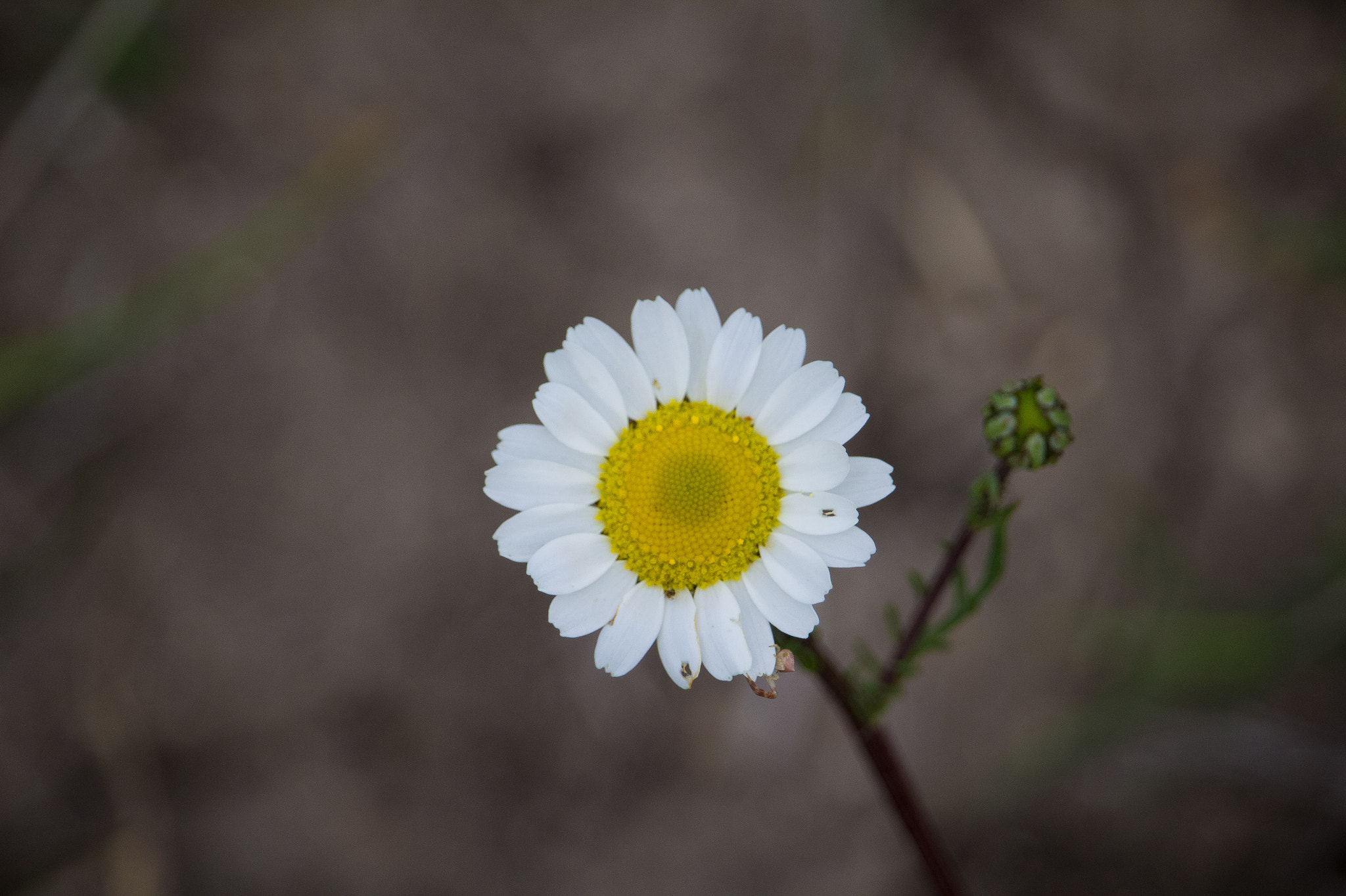 Canon EF-S 55-250mm F4-5.6 IS STM sample photo