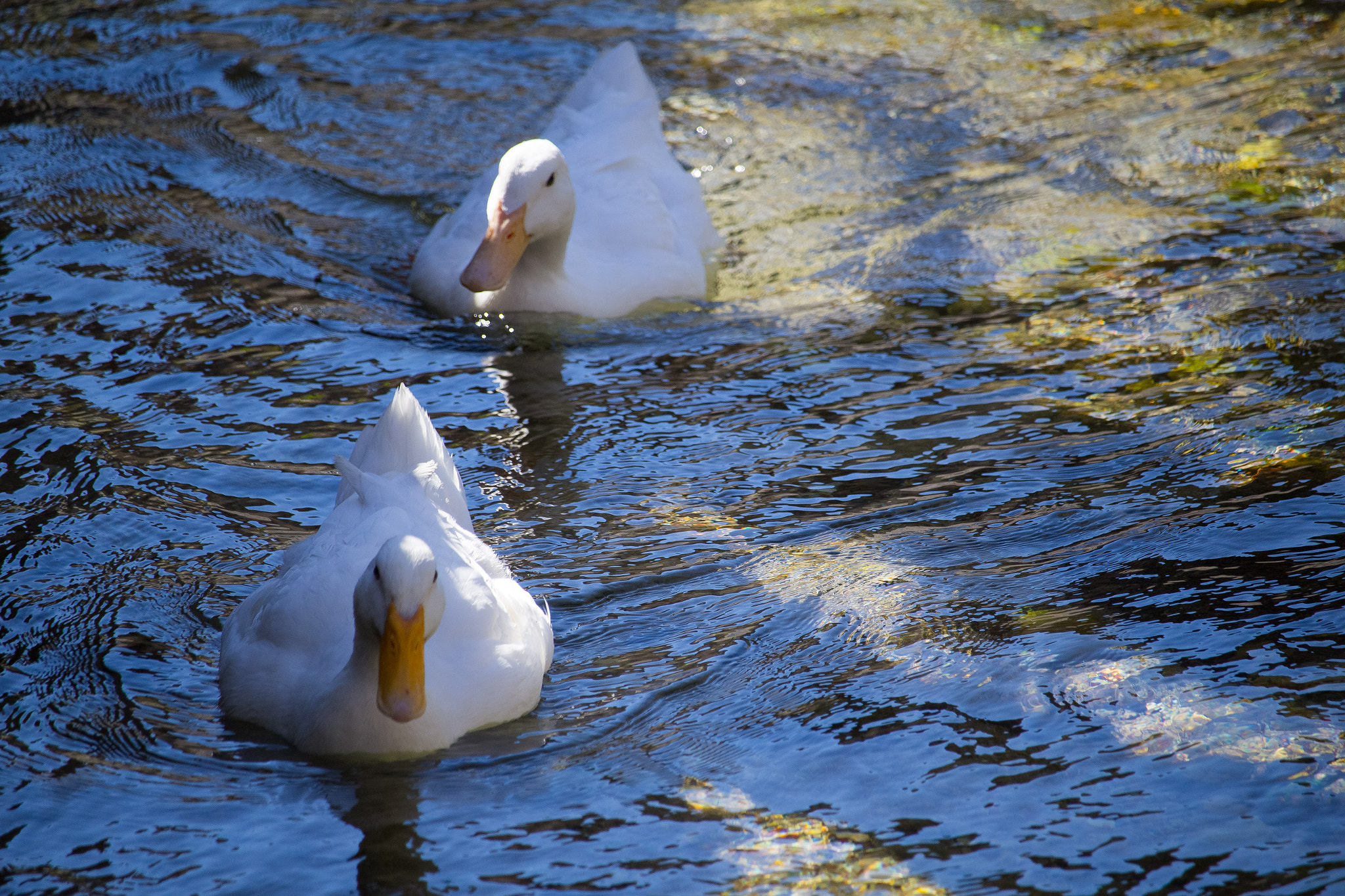 Canon EF-S 55-250mm F4-5.6 IS STM sample photo