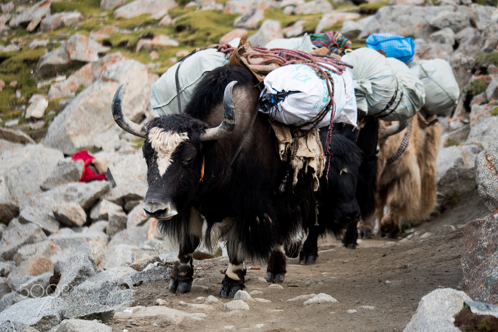 Panasonic Lumix DMC-GH4 + Panasonic Lumix G X Vario 35-100mm F2.8 OIS sample photo. Yak himalayas mountain tibet photography