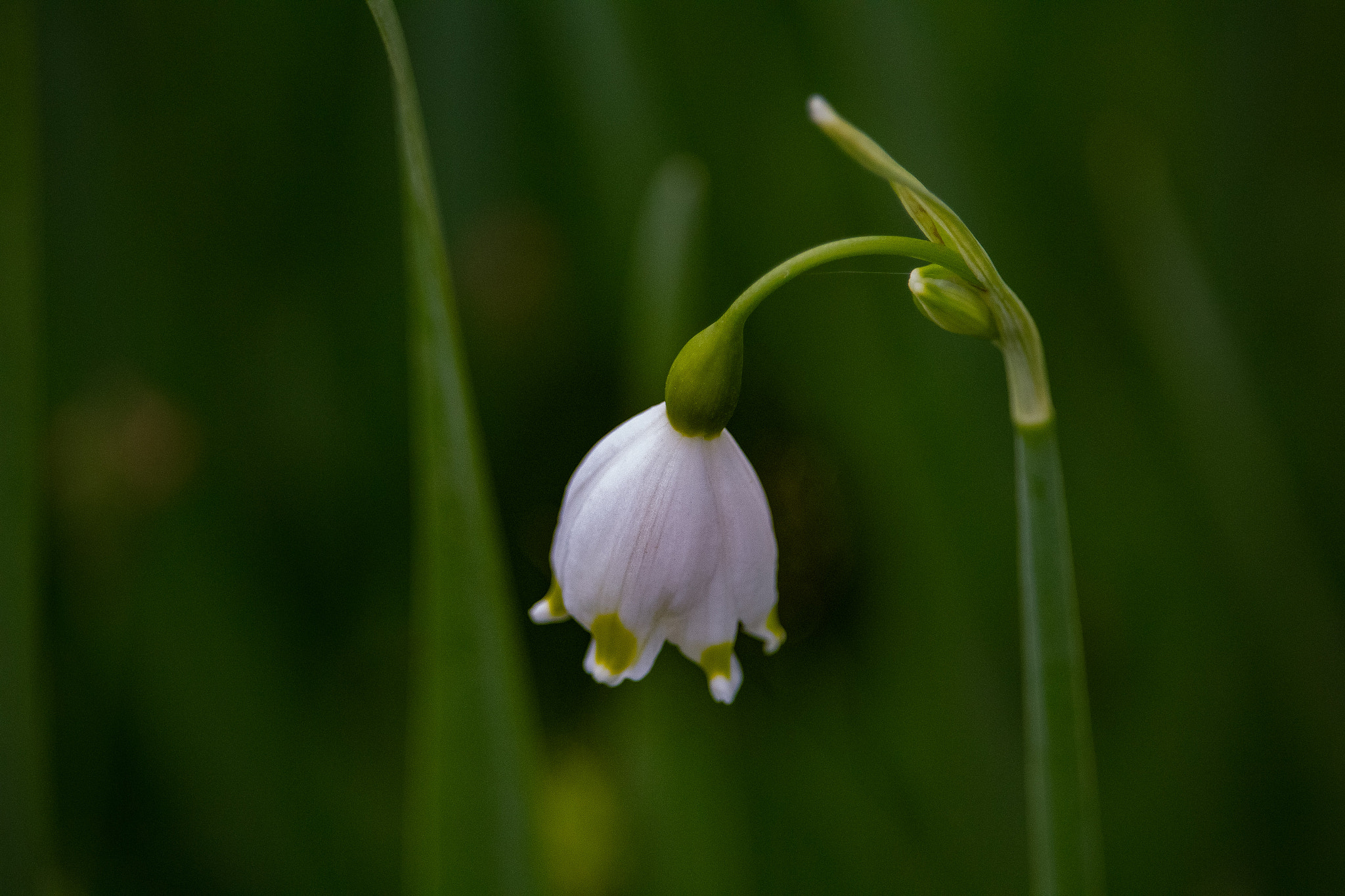 Canon EF-S 55-250mm F4-5.6 IS STM sample photo