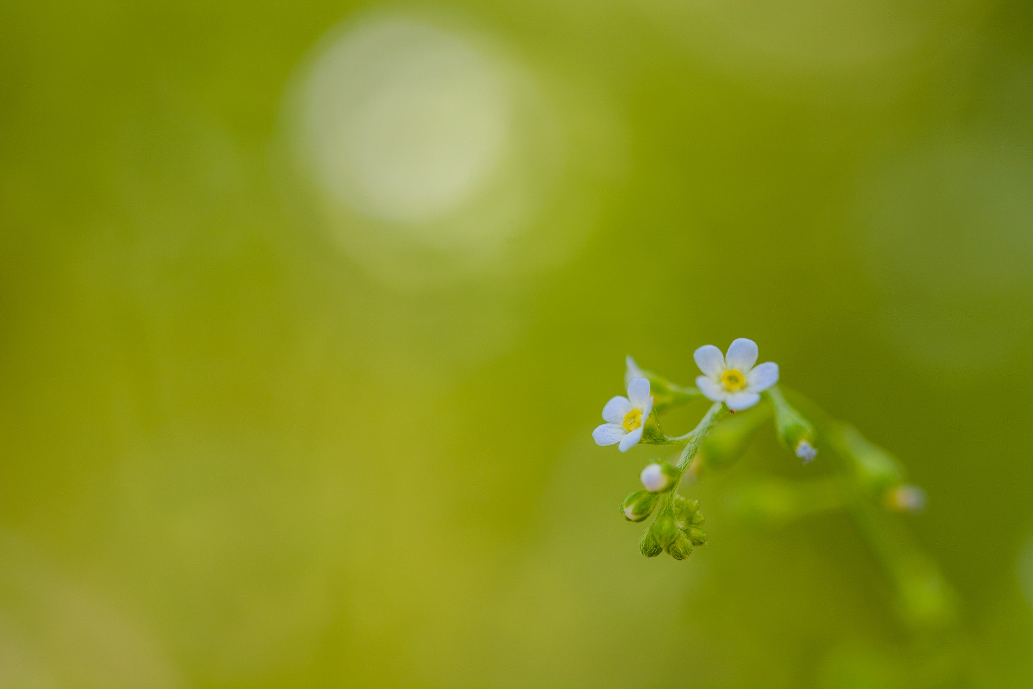 Nikon D7100 sample photo. Softly photography