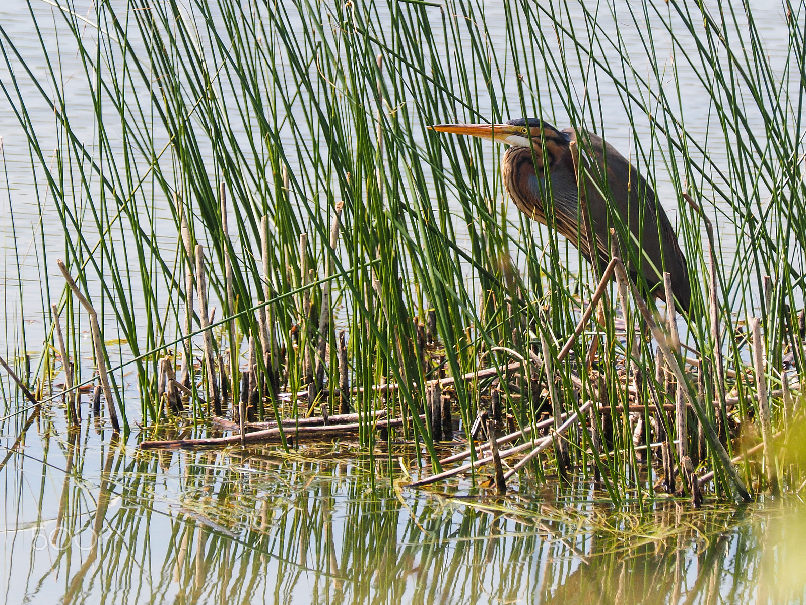 Olympus OM-D E-M1 sample photo. Purple heron photography