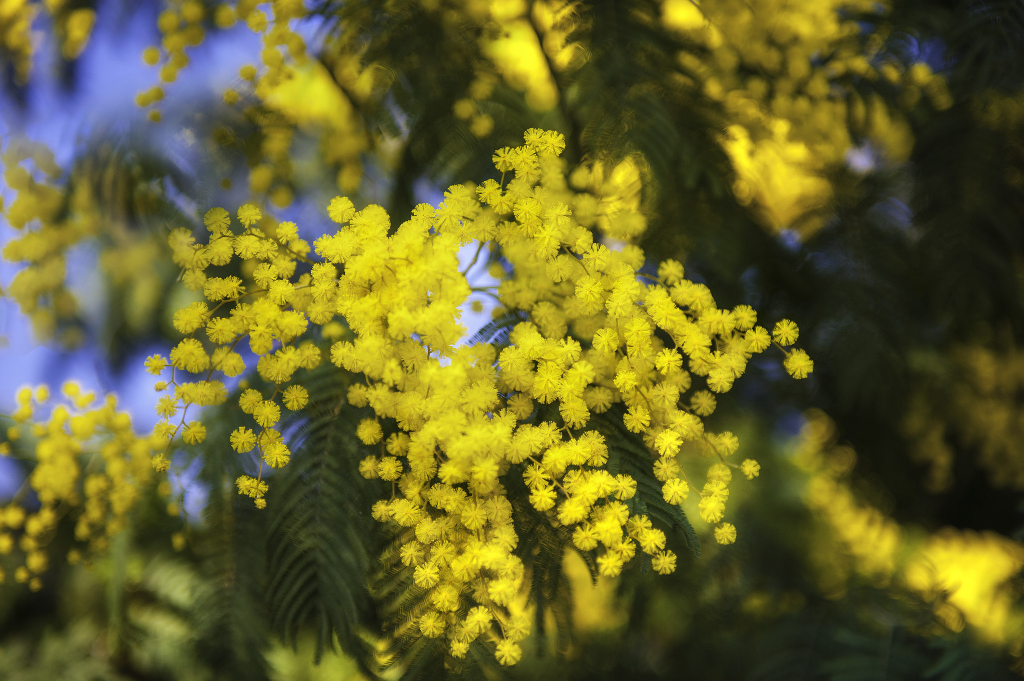 Nikon D700 sample photo. The beauty of mimosa tree ... photography