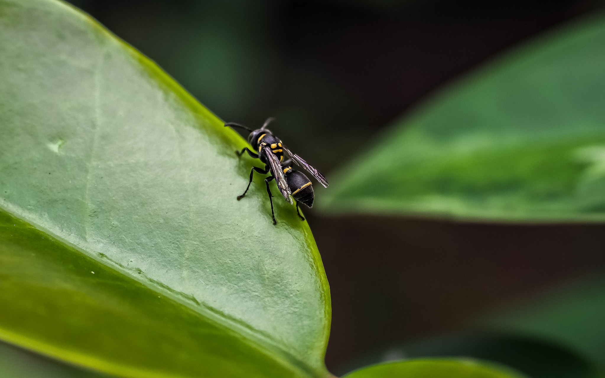 Olympus OM-D E-M1 Mark II + Olympus M.Zuiko Digital ED 12-40mm F2.8 Pro sample photo. Today in the garden photography