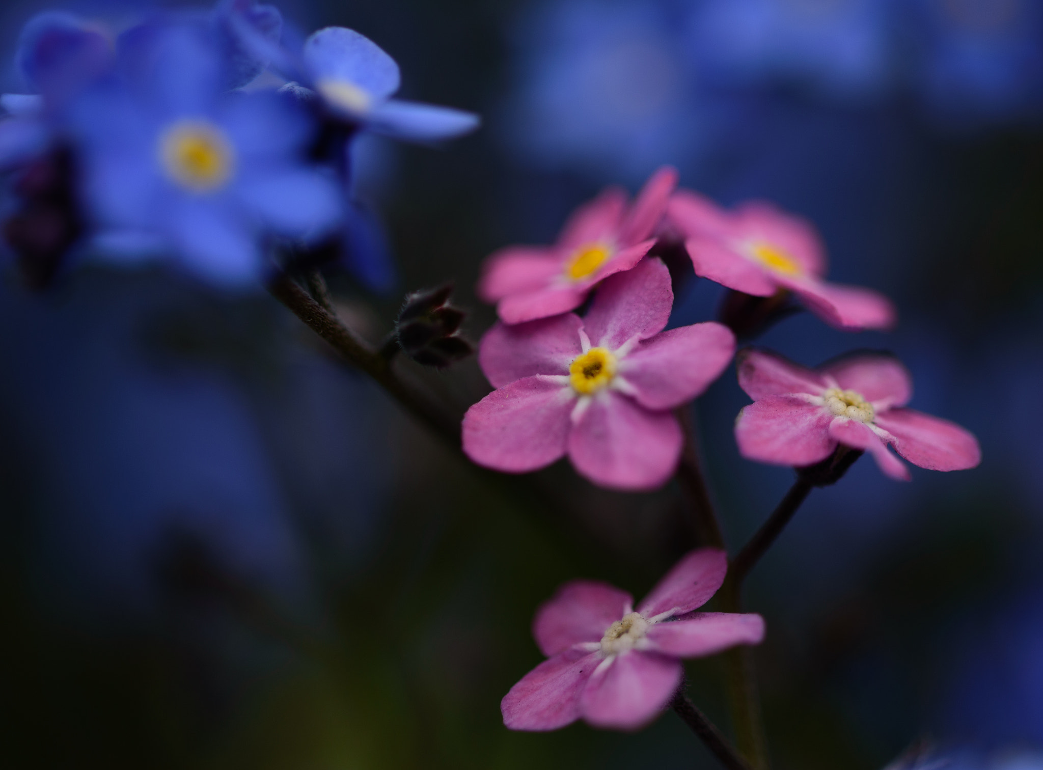 Nikon D5500 + Sigma 105mm F2.8 EX DG OS HSM sample photo. Pink forget me not's photography