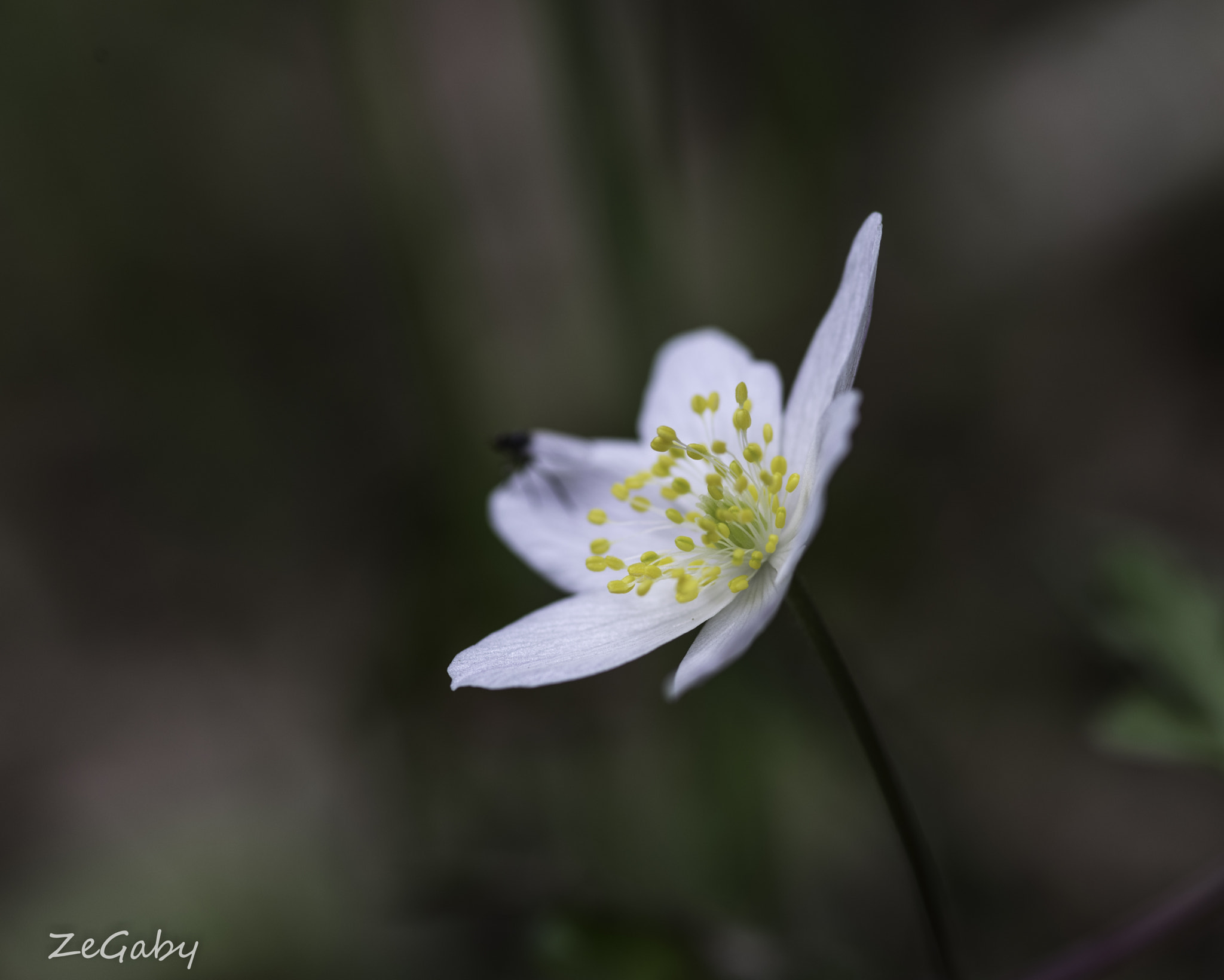 Pentax K-1 + Pentax smc D-FA 100mm F2.8 Macro WR sample photo. Flower #2 photography