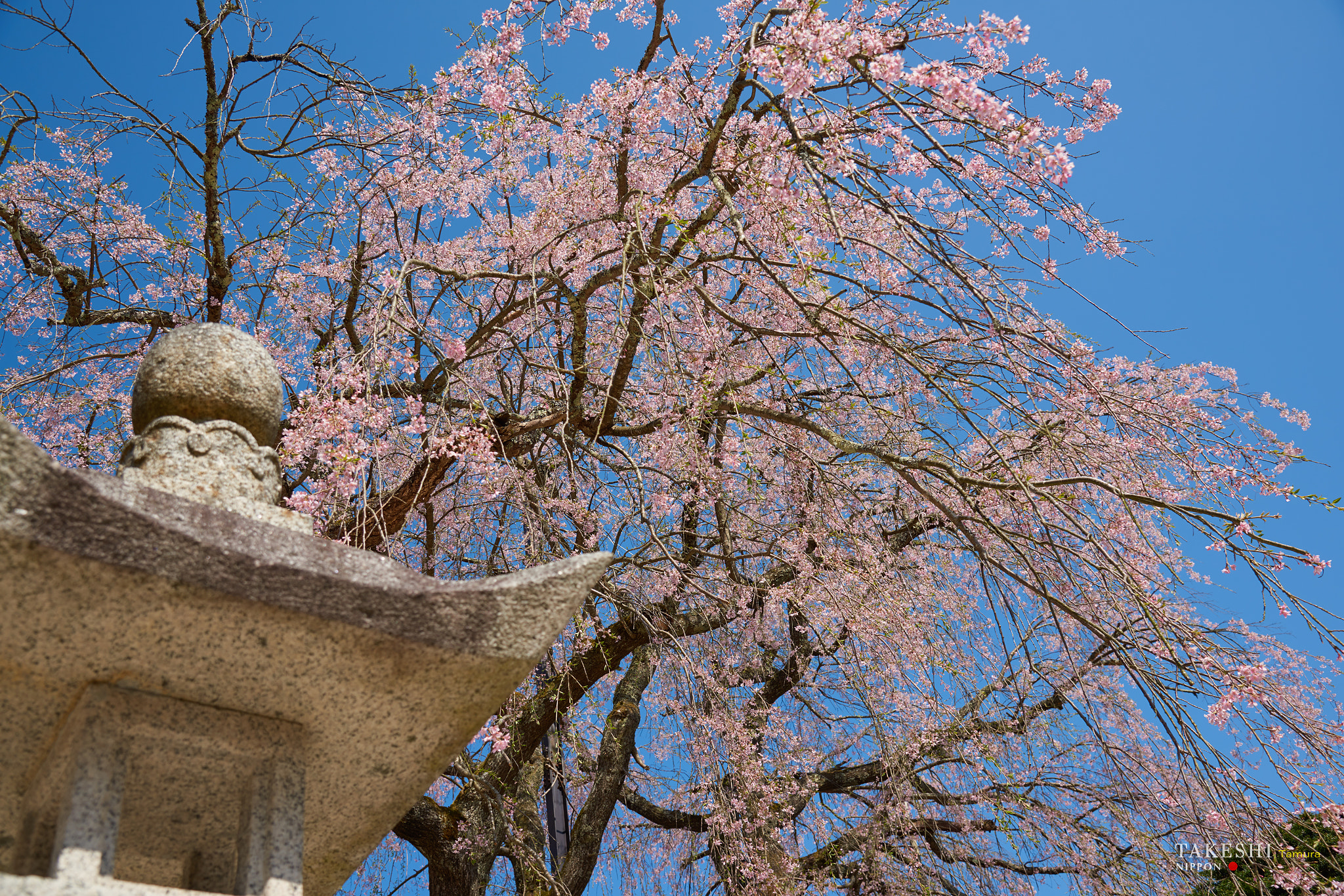 Nikon D810 sample photo. Stone lantern and weeping cherry photography