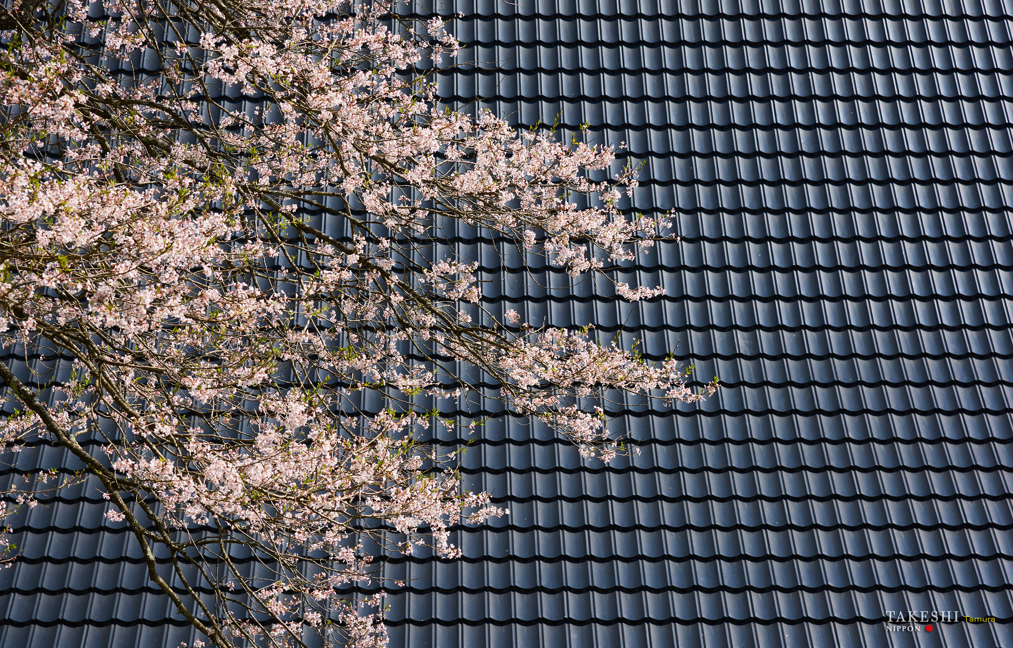 Nikon D810 sample photo. Cherry and roof tiles photography